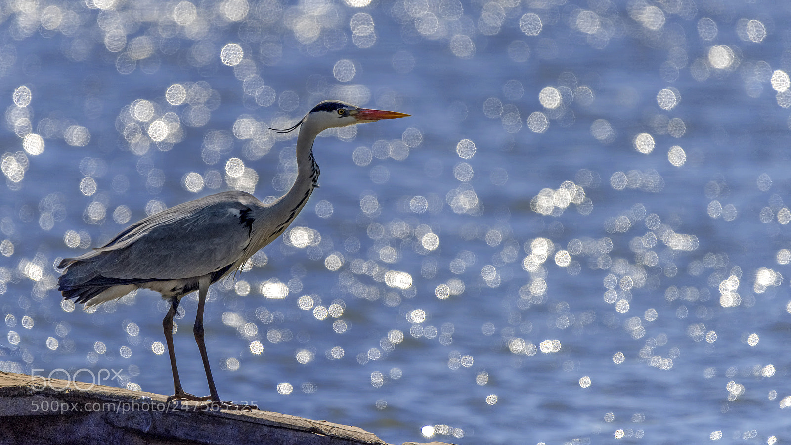 Nikon D810 sample photo. Grey heron photography