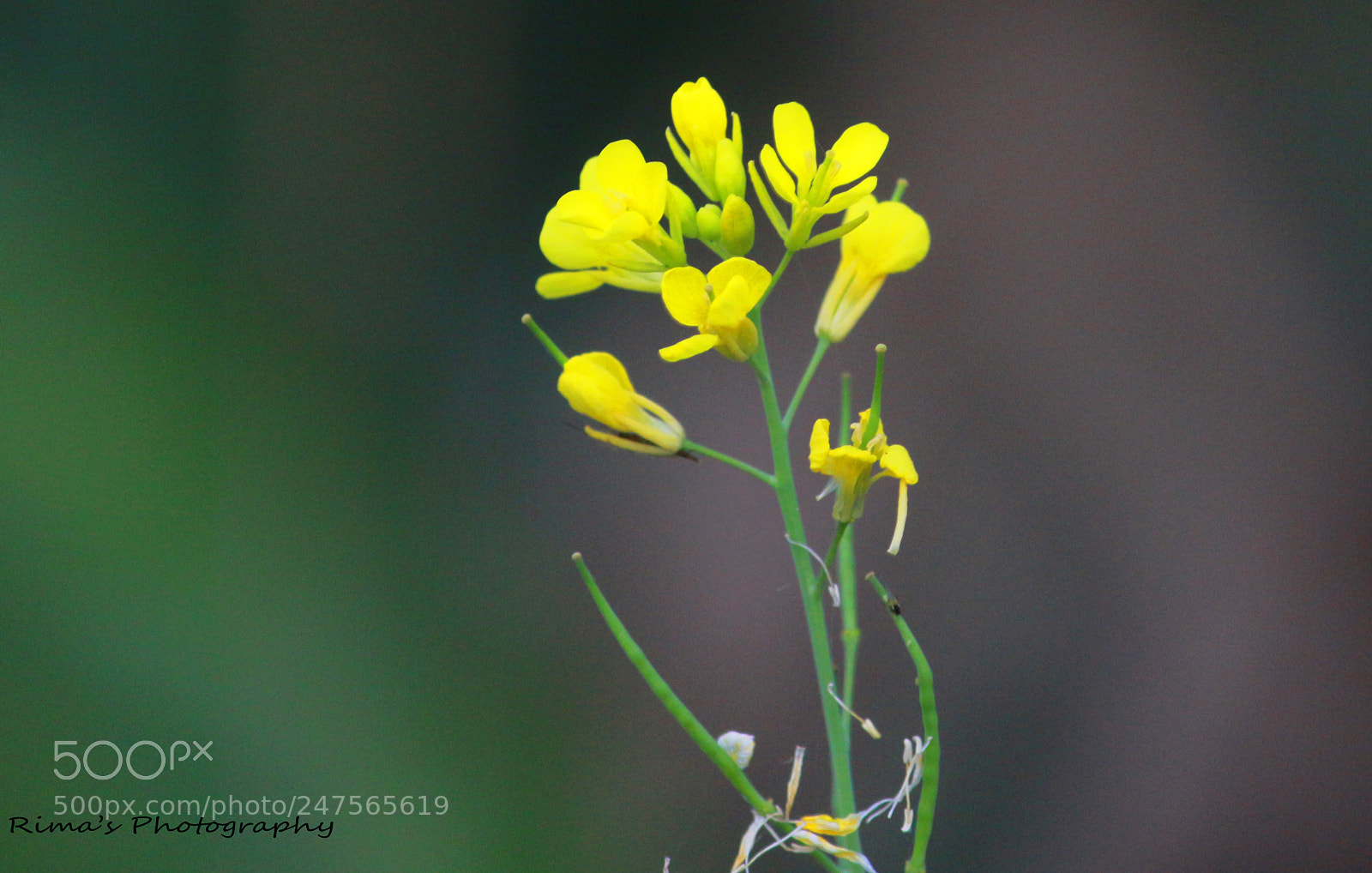 Canon EOS 700D (EOS Rebel T5i / EOS Kiss X7i) sample photo. Untitled photography