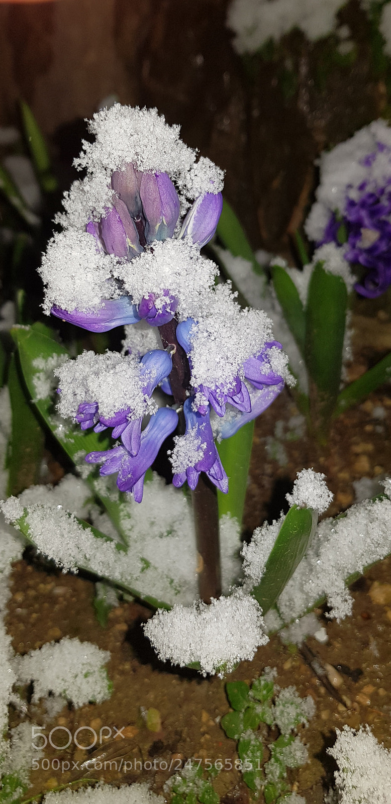Samsung Galaxy S8+ sample photo. Night snowing photography