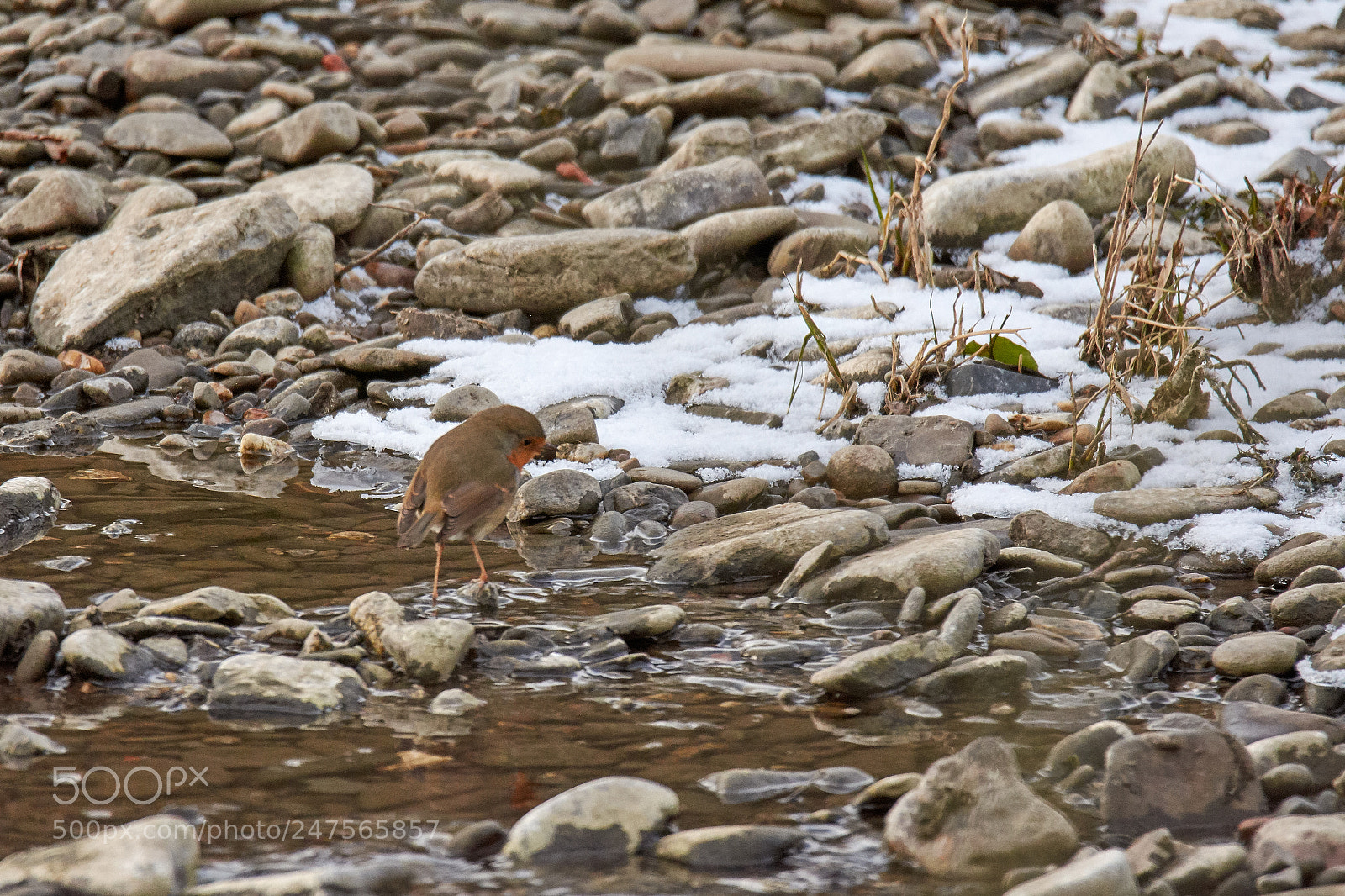 Nikon D7200 sample photo. Little robin photography