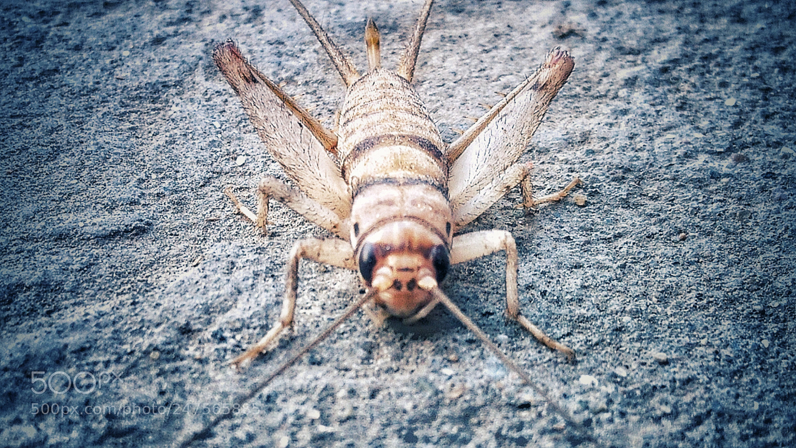 OPPO A37fw-International sample photo. Untitled photography