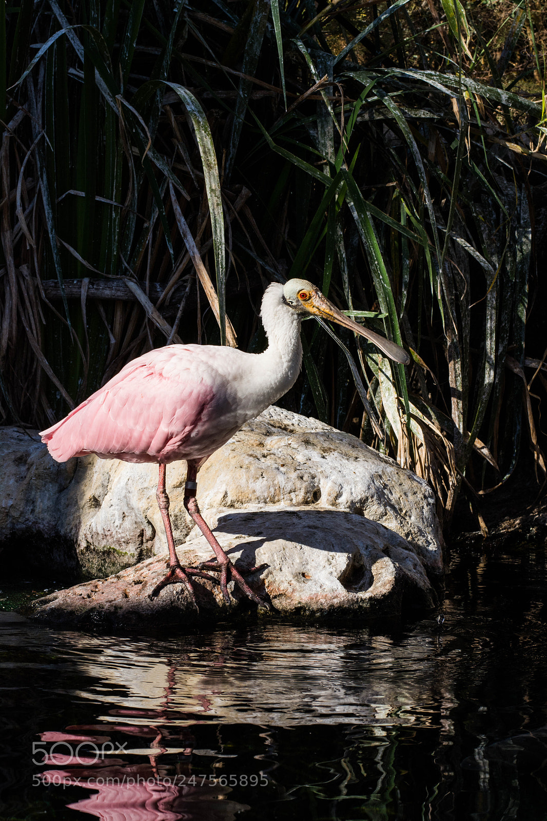 Nikon D7100 sample photo. Roseate spoonbill photography