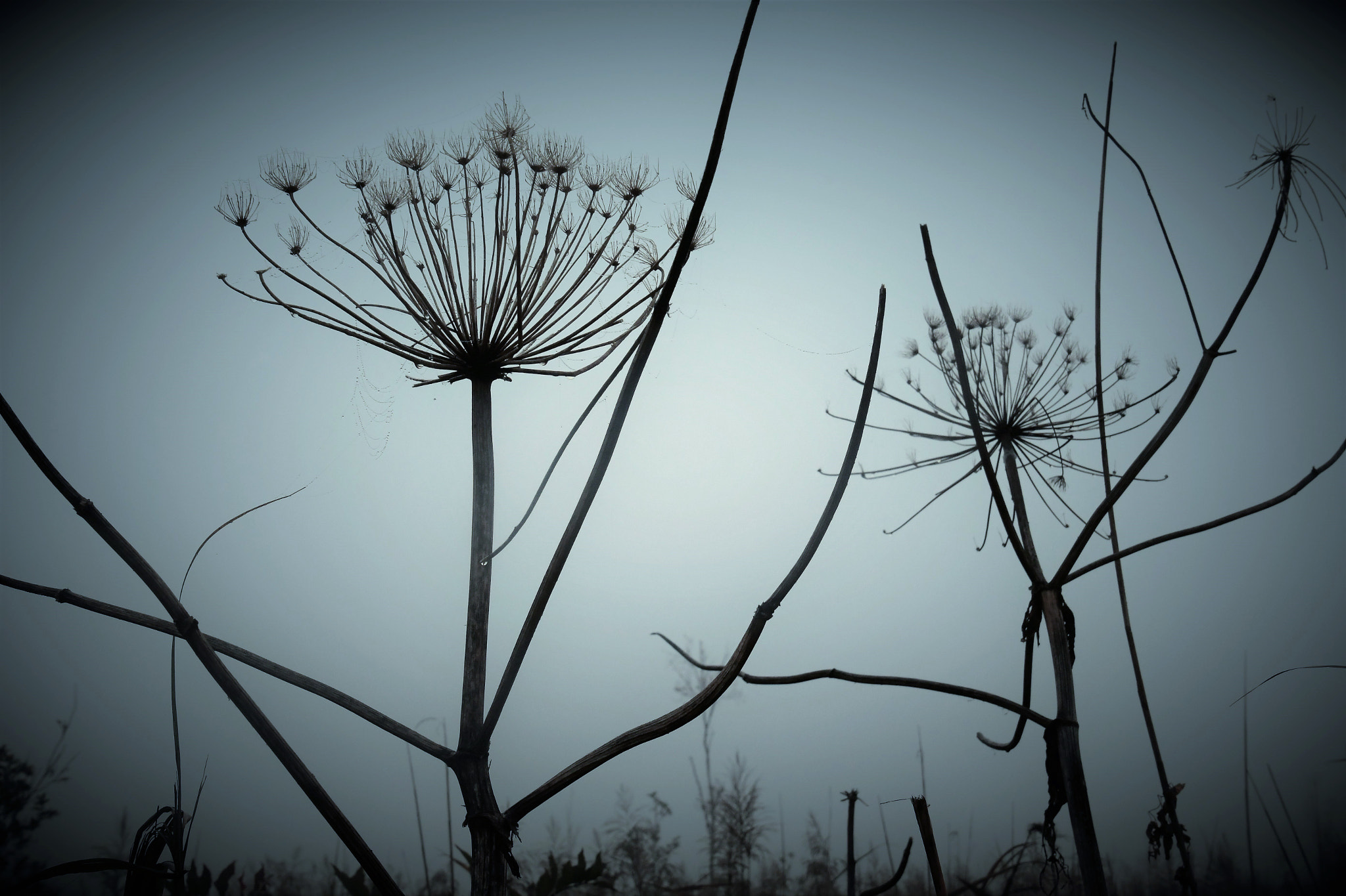 Nikon D500 sample photo. In contact with the universe photography
