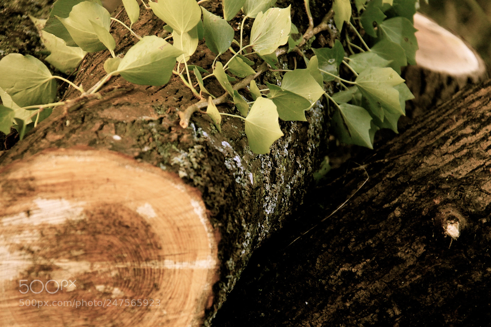 Canon EOS 50D sample photo. الكلورفيل photography
