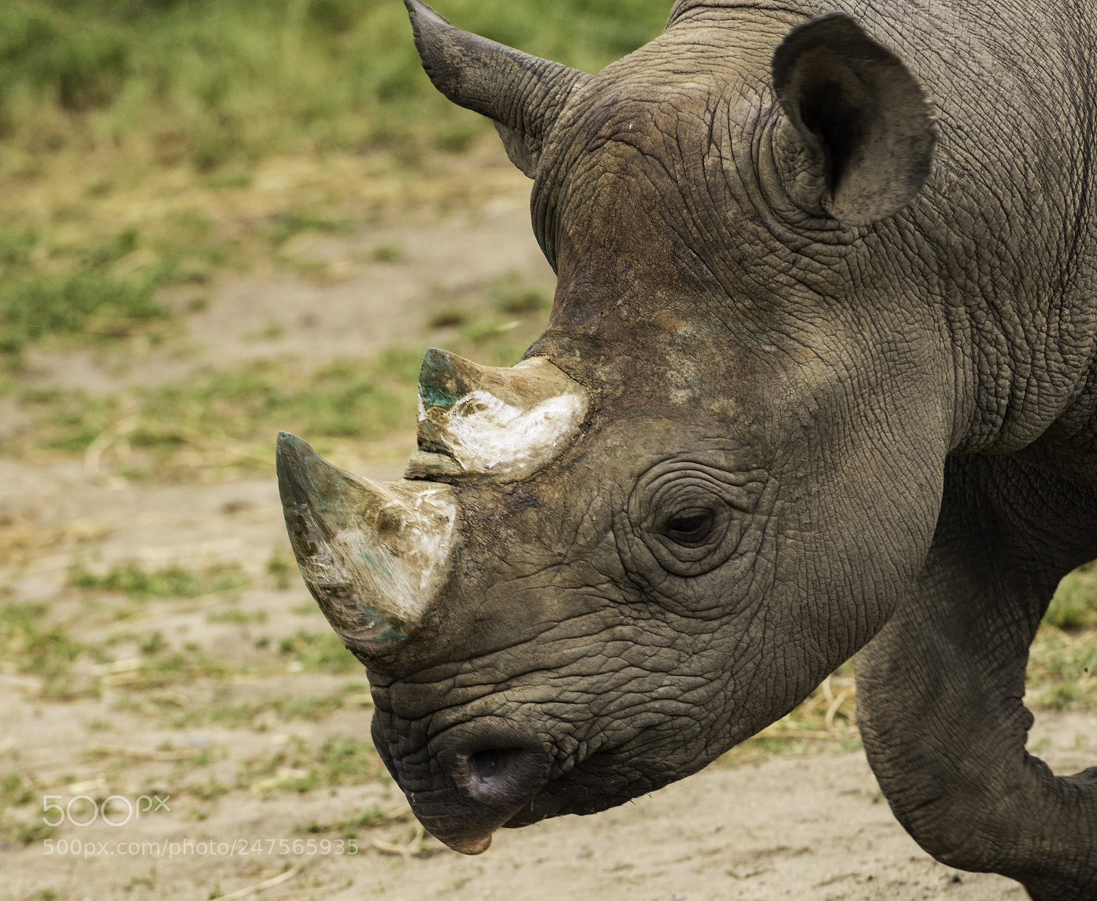 Nikon D810 sample photo. Rhino series photography