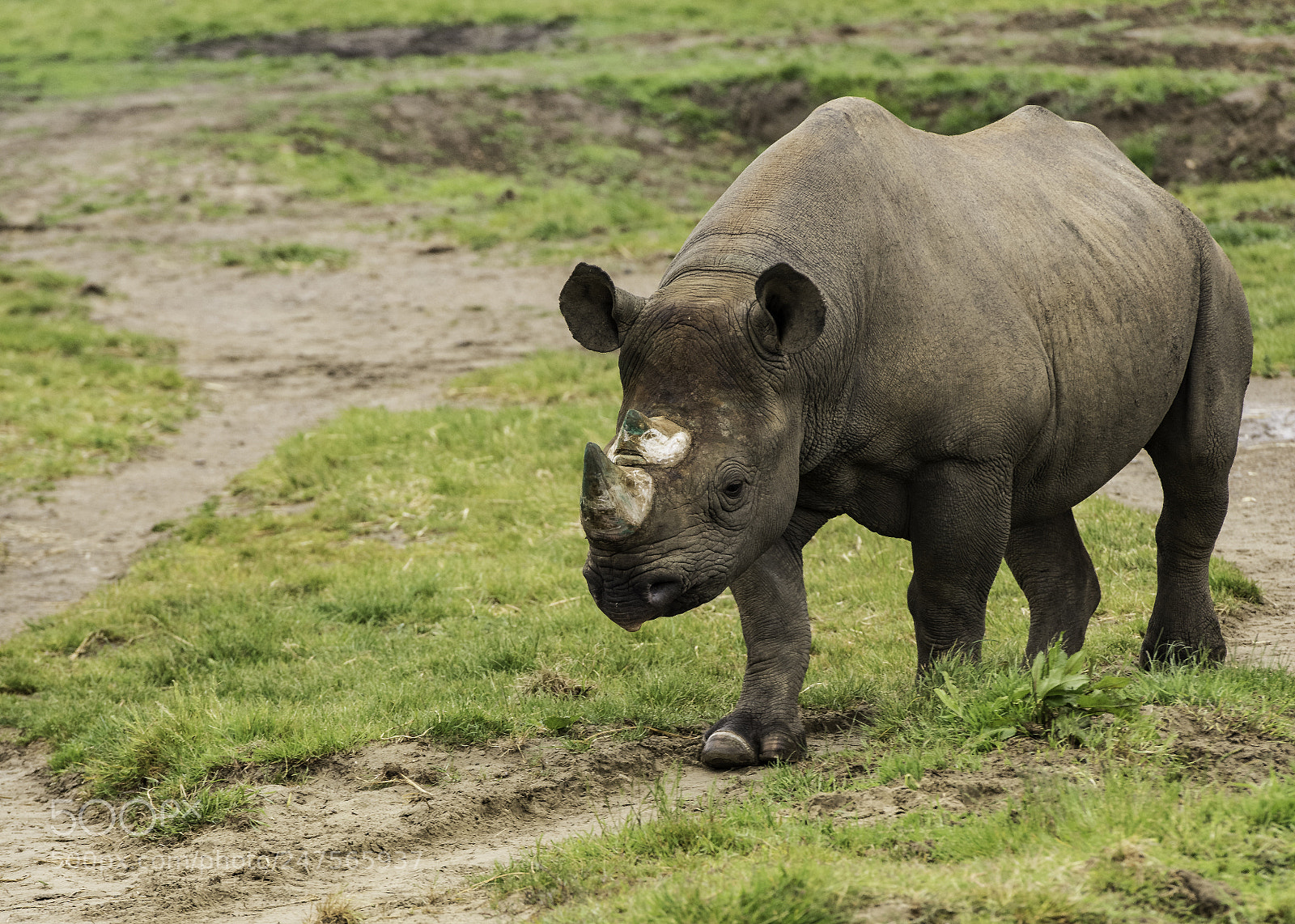 Nikon D810 sample photo. Rhino series photography