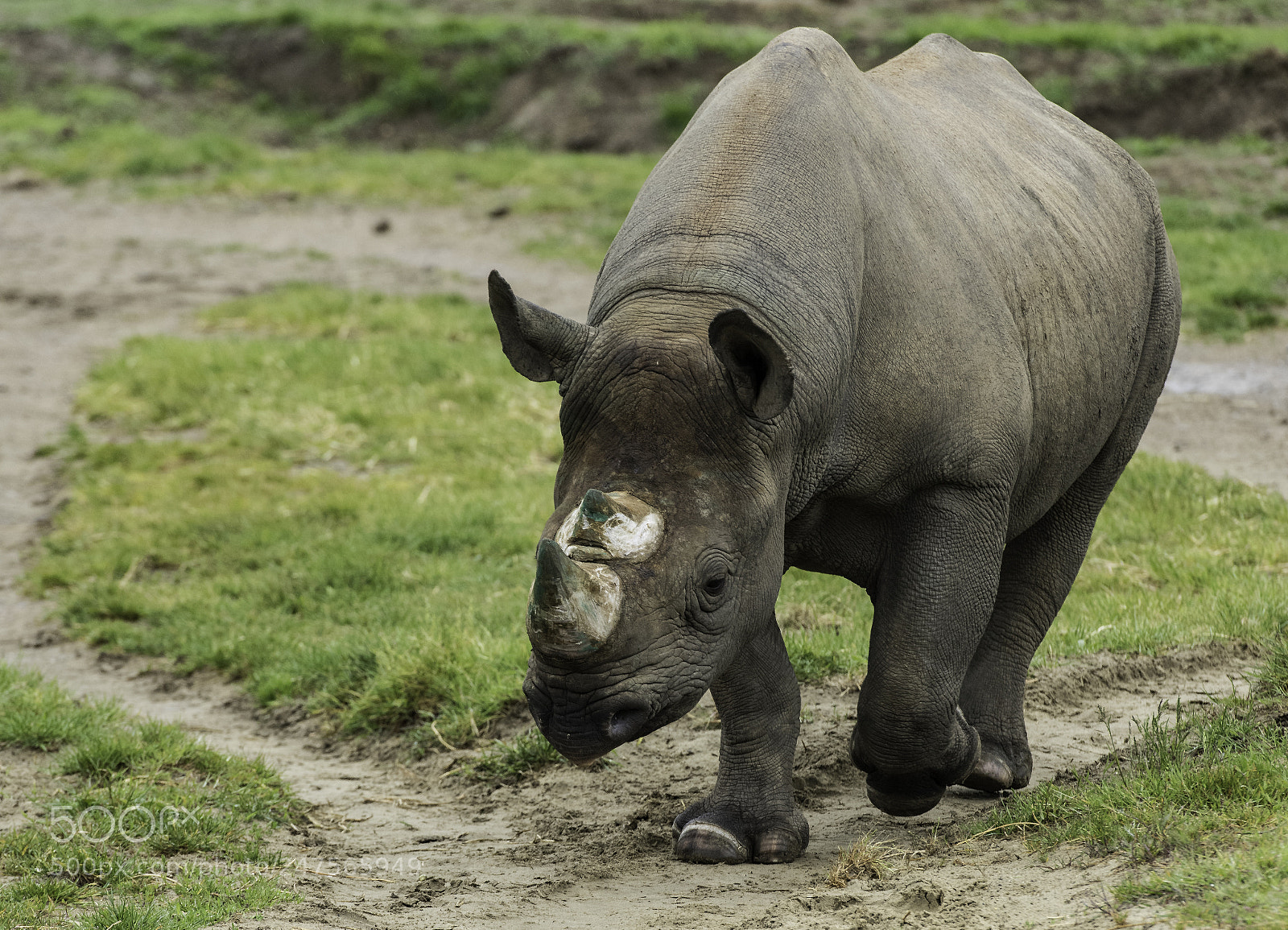 Nikon D810 sample photo. Rhino series photography