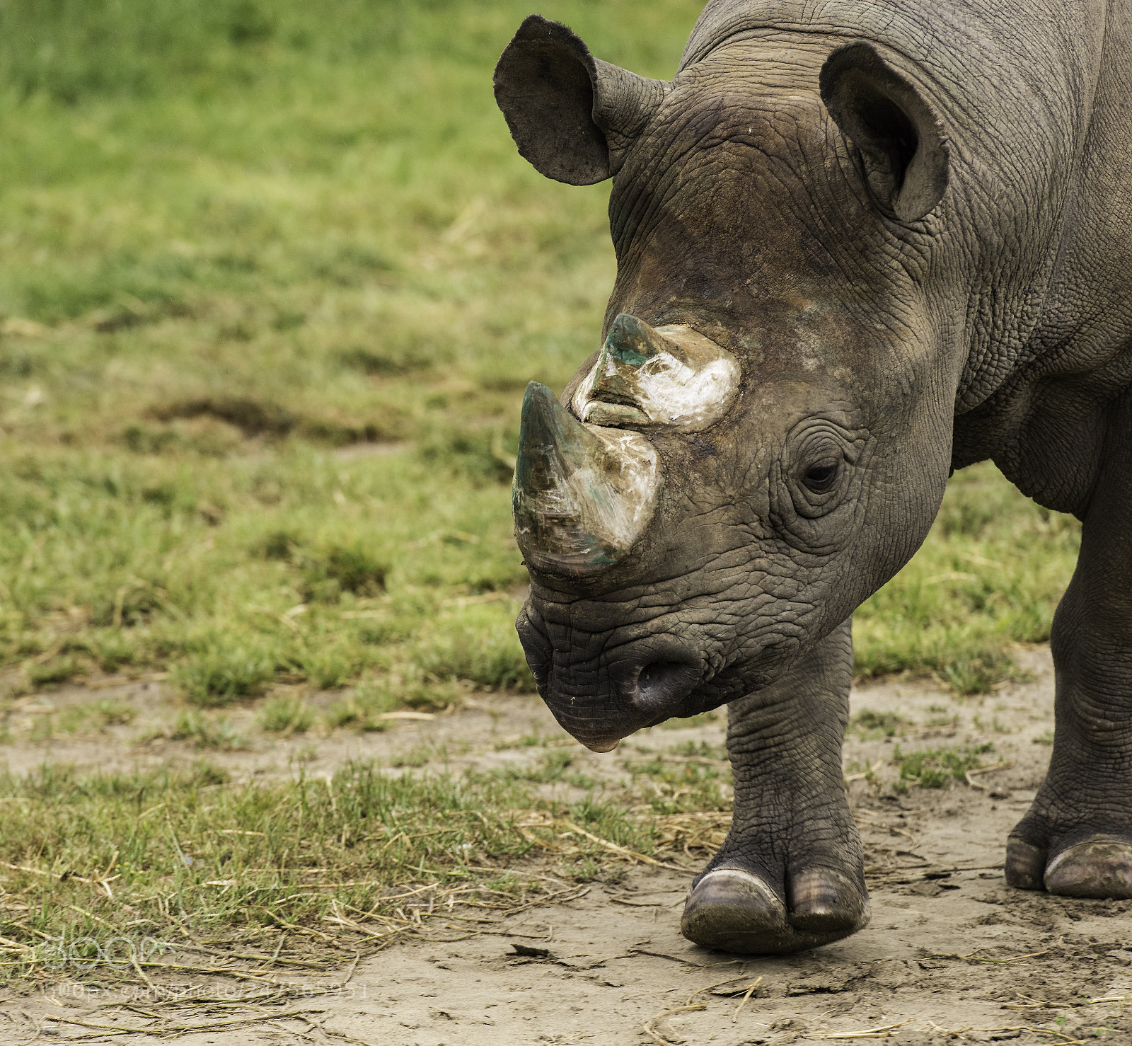 Nikon D810 sample photo. Rhino series photography
