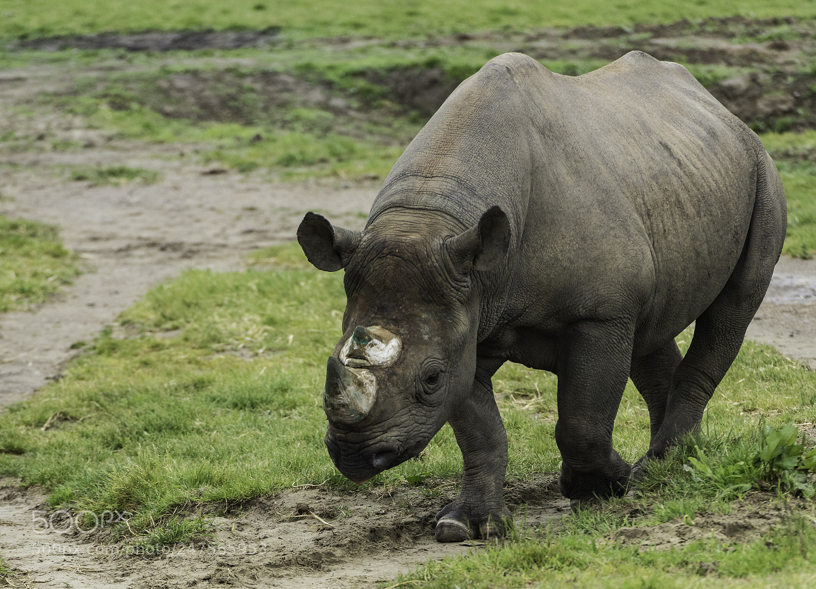 Nikon D810 sample photo. Rhino series photography