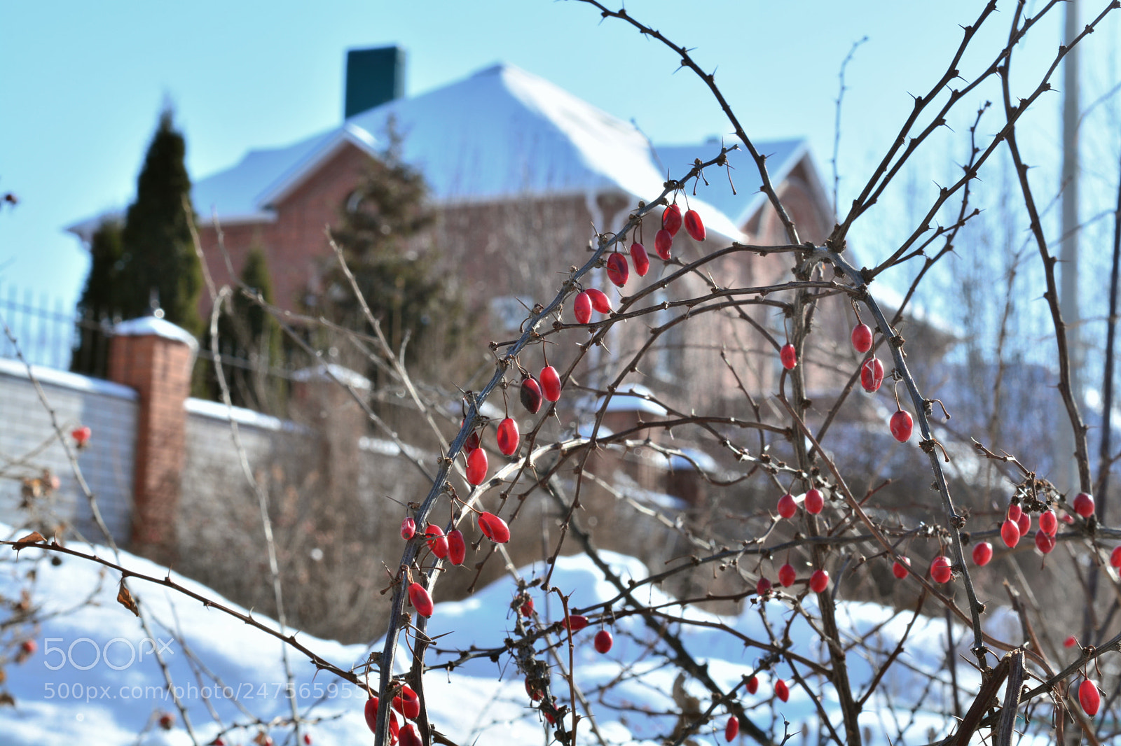 Nikon D5200 sample photo. Зима photography