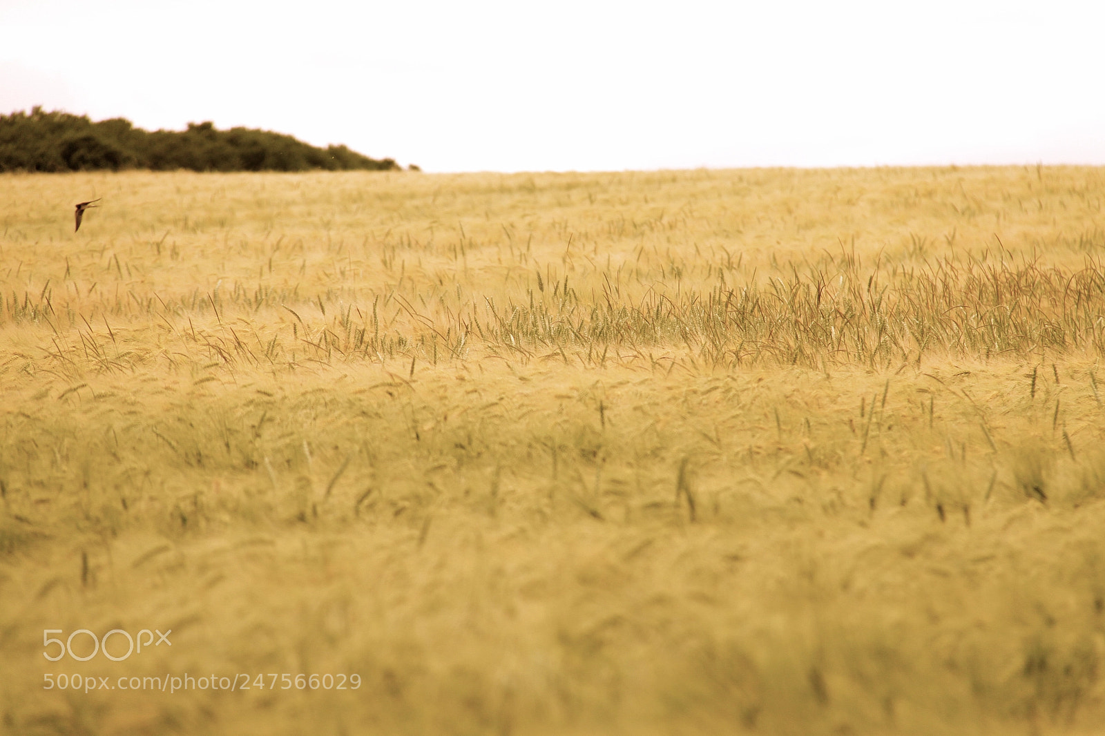 Canon EOS 50D sample photo. المنشق photography