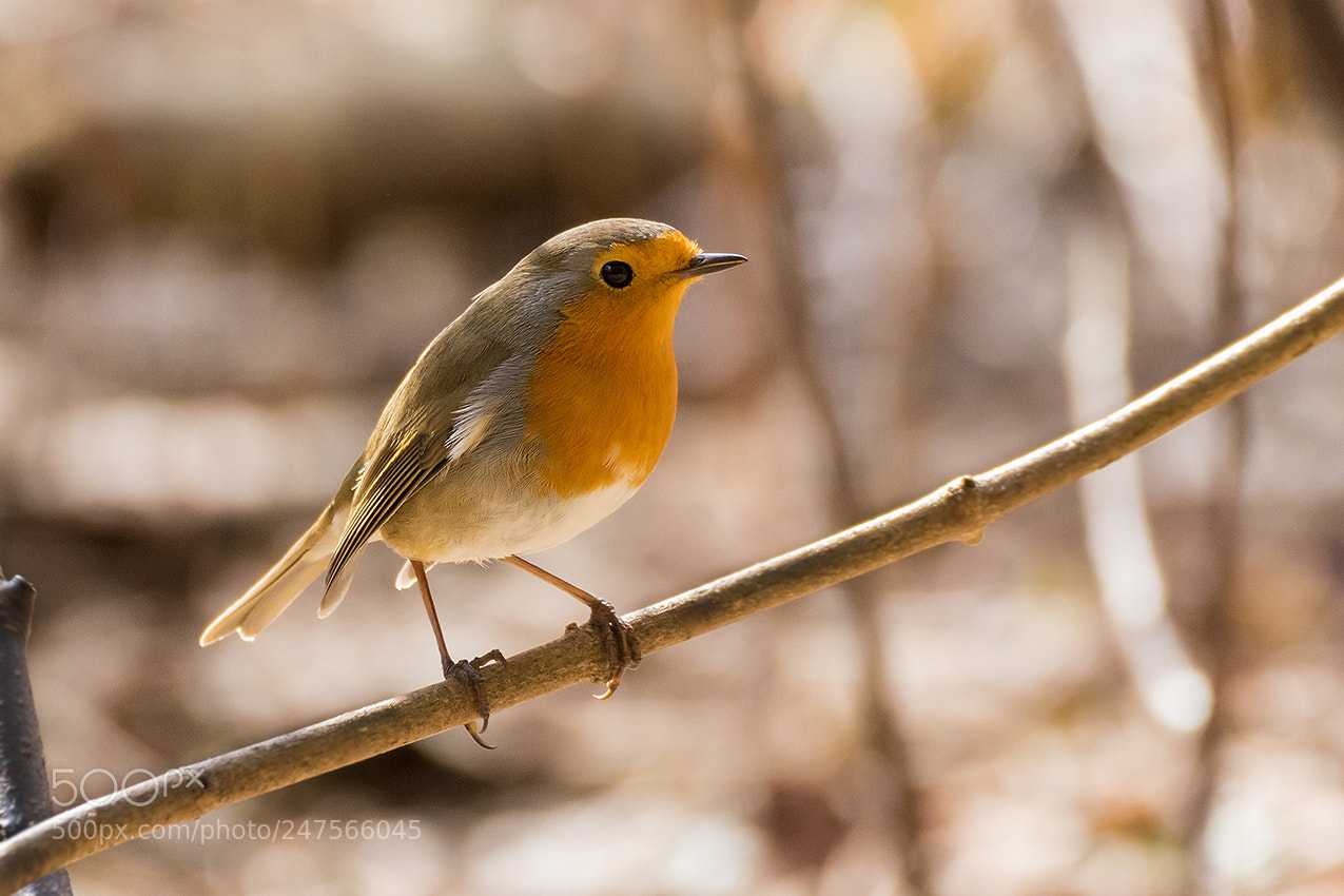 Canon EOS 7D Mark II sample photo. Rotkehlchen photography