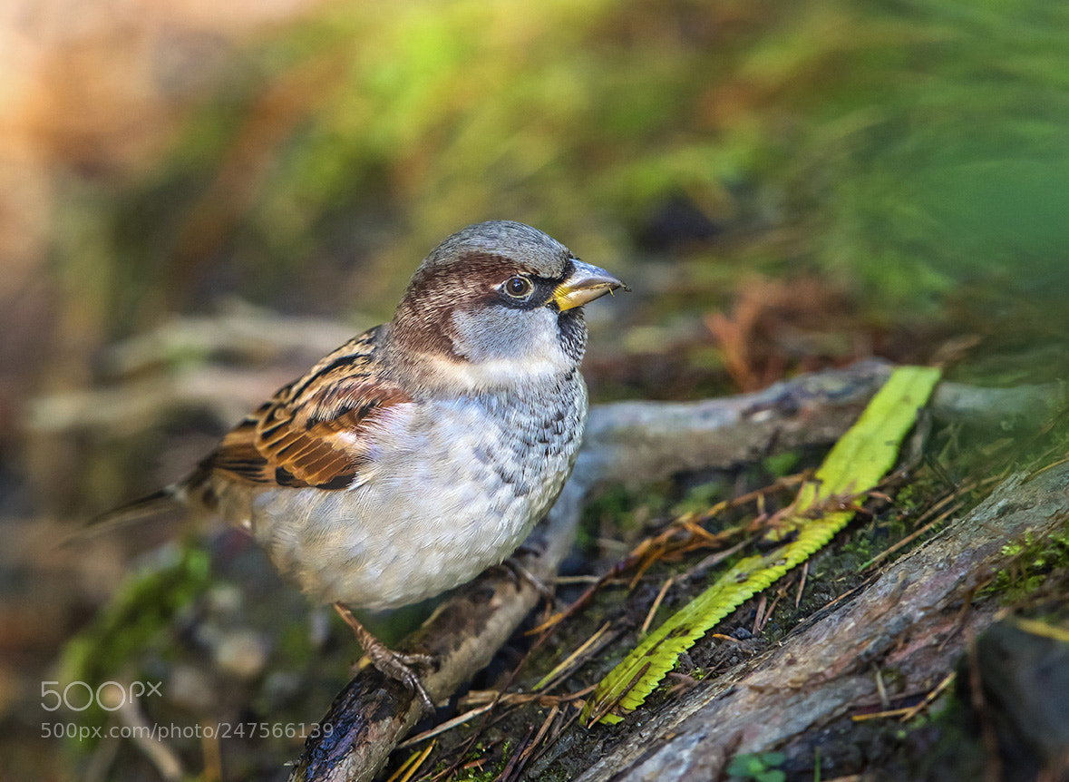 Nikon D810 sample photo. Sparrow photography