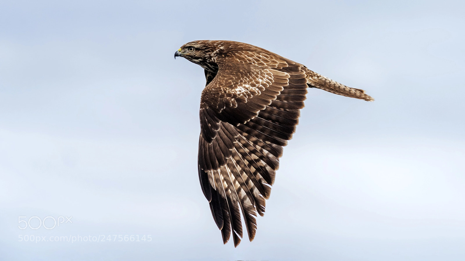 Nikon D810 sample photo. Buteo buteo photography