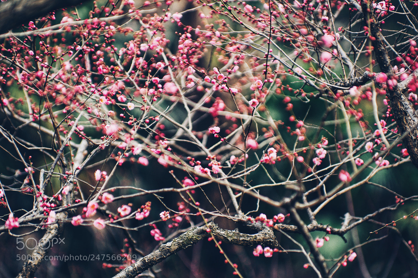 Pentax K-3 II sample photo. Untitled photography
