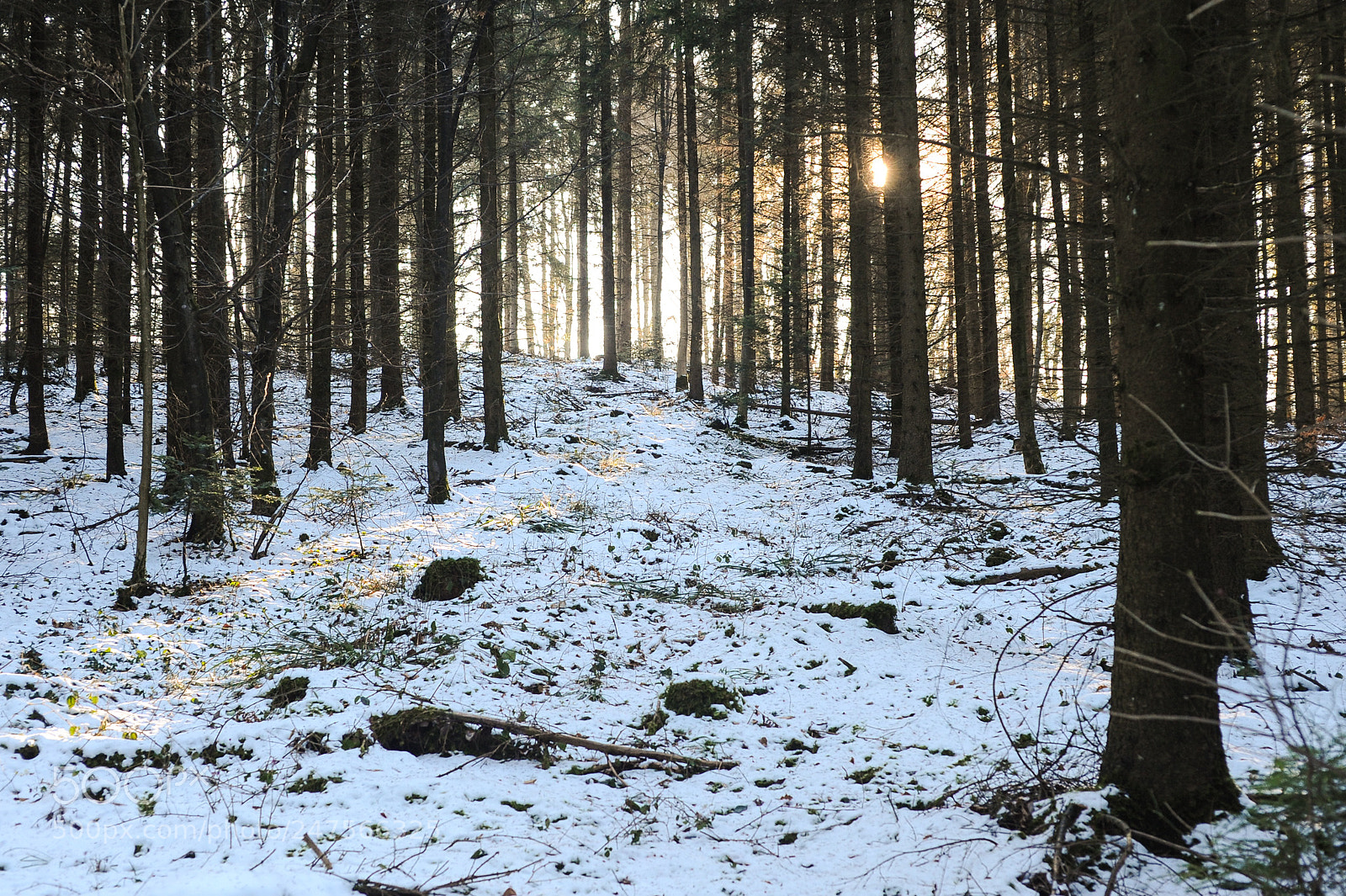 Nikon D700 sample photo. Winterwald photography