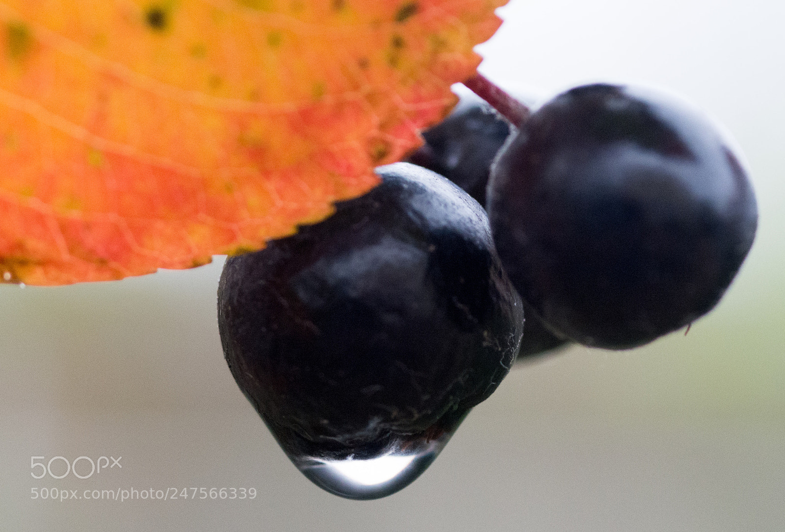 Nikon D7100 sample photo. Berries photography
