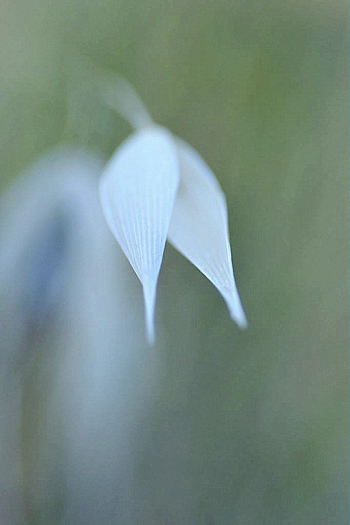 Nikon D3100 sample photo. Art in nature photography