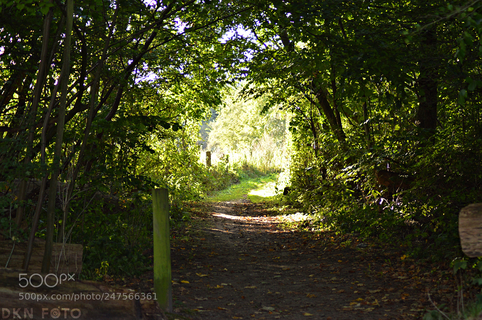 Nikon D3200 sample photo. Danish forrest photography