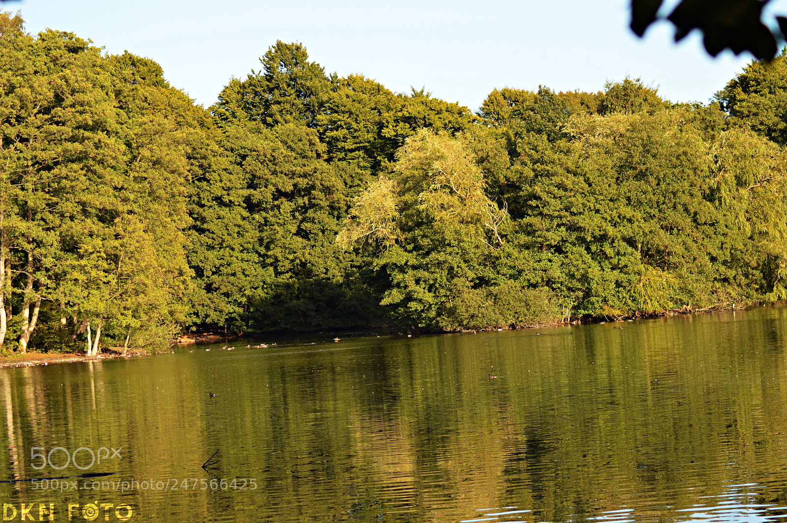 Nikon D3200 sample photo. Danish forrest photography