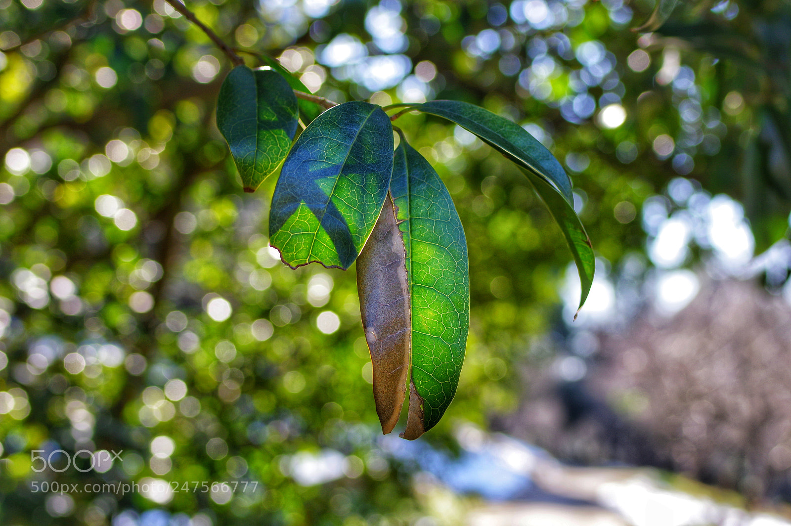 Pentax K-3 II sample photo. Untitled photography