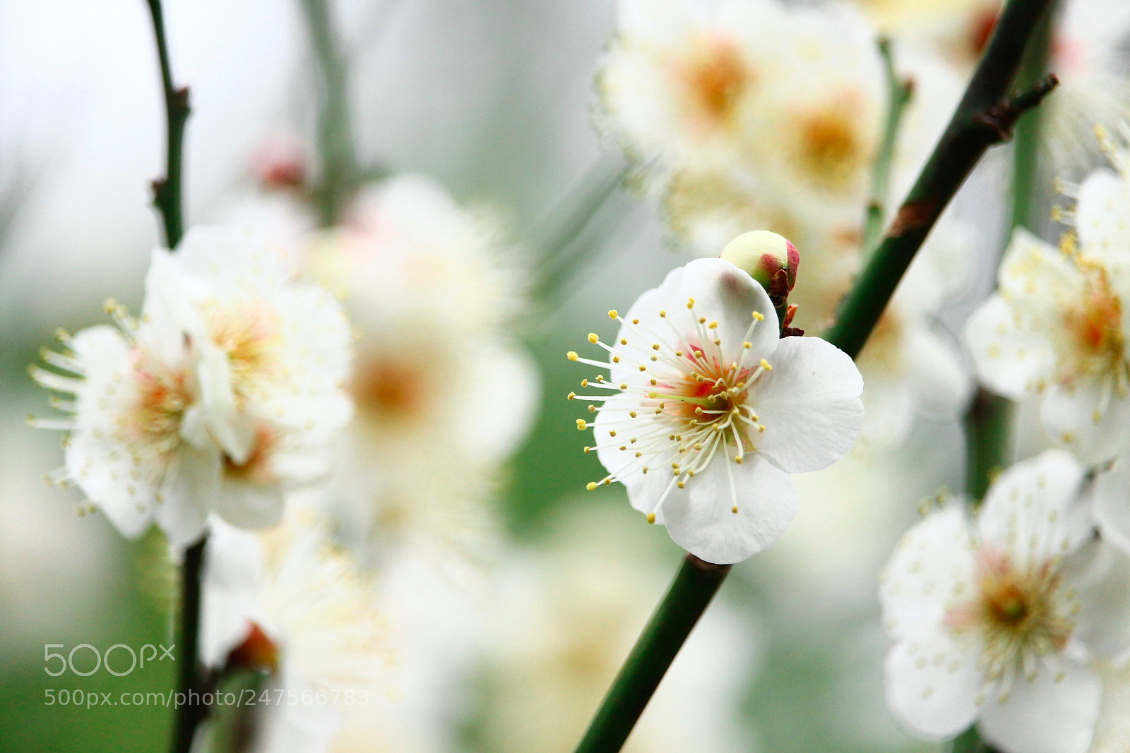 Canon EOS 700D (EOS Rebel T5i / EOS Kiss X7i) sample photo. Innocently... photography