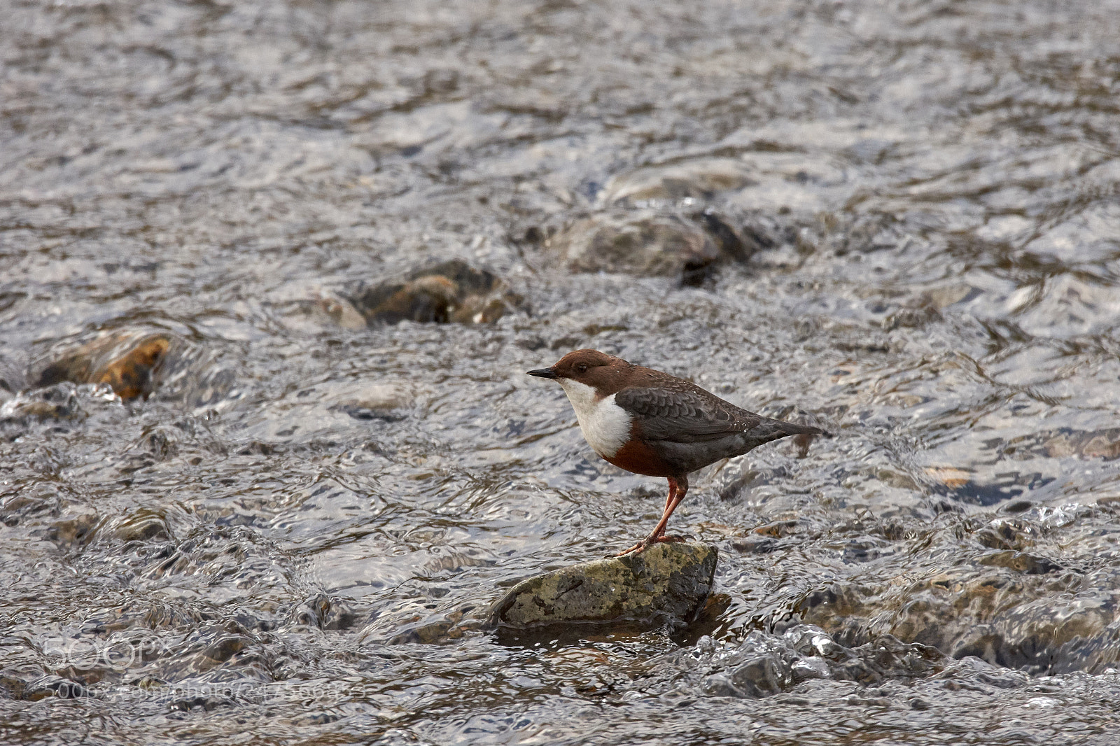 Nikon D7200 sample photo. Wasseramsel photography
