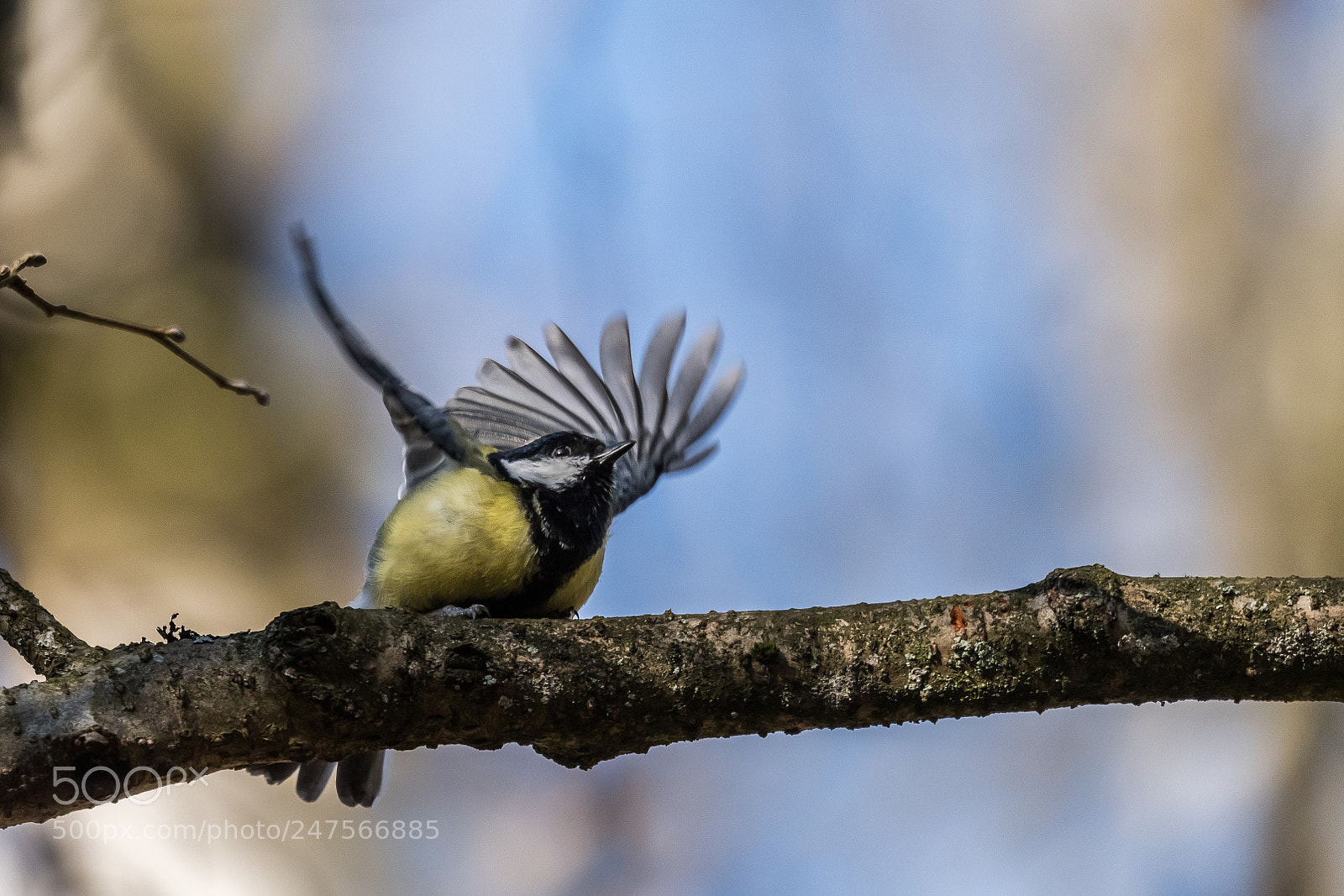 Nikon D500 sample photo. Tit taking off photography