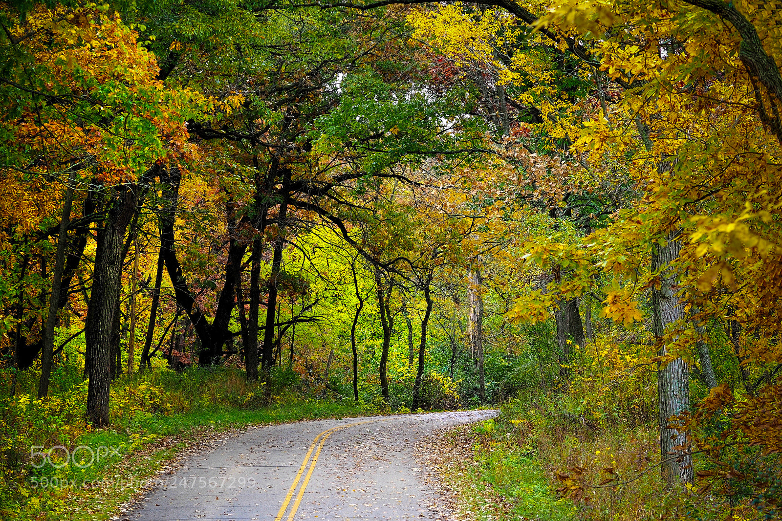 Olympus OM-D E-M1 sample photo. Autumn road photography