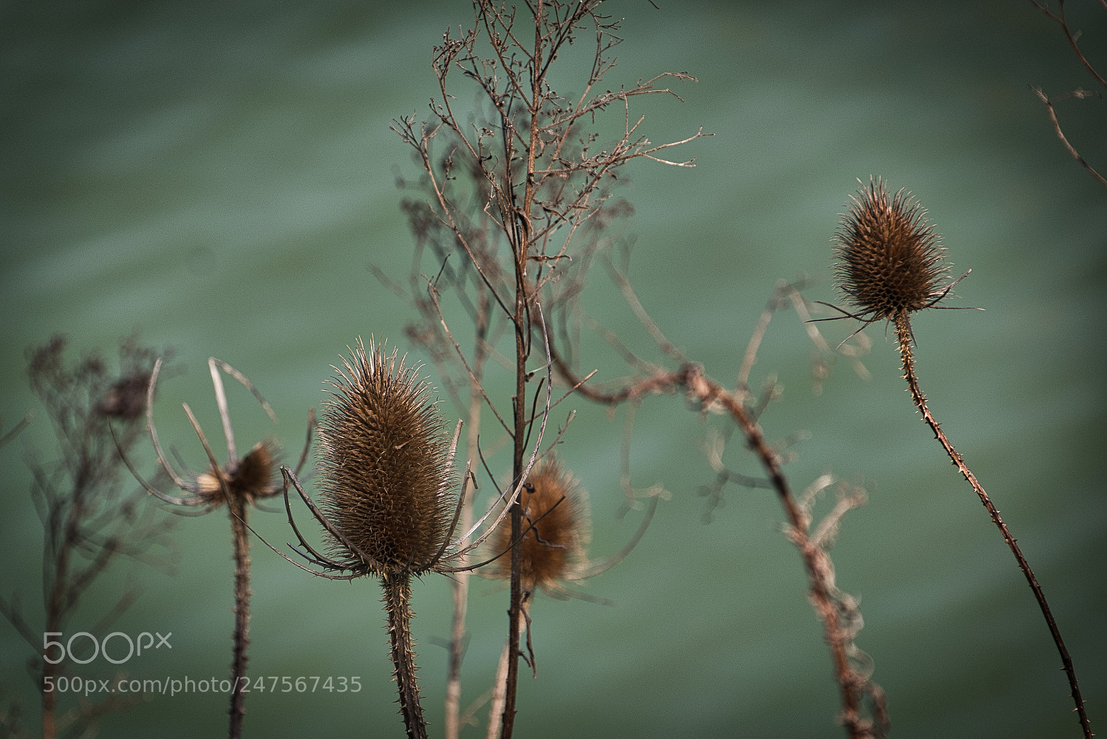 Nikon D3400 sample photo. Dried thistles on the photography