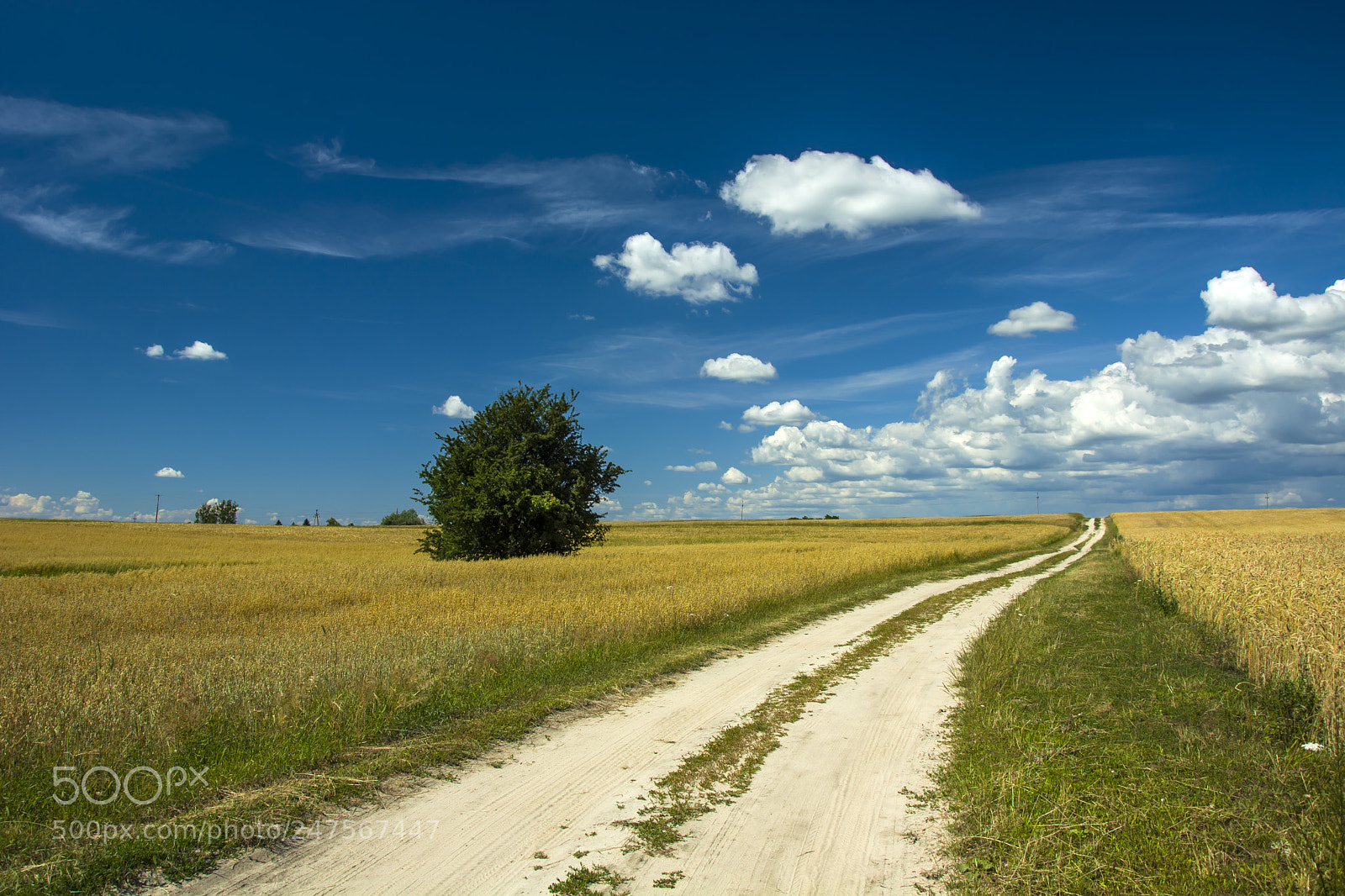Nikon D5200 sample photo. Dirt road through fields photography