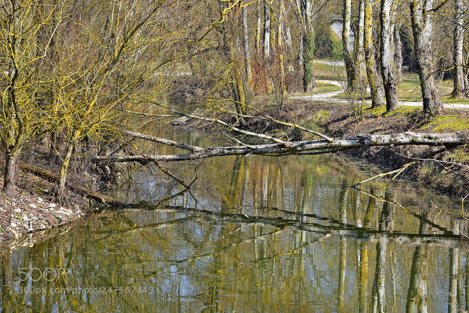 Nikon D3400 sample photo. Fallen tree reflecting in photography