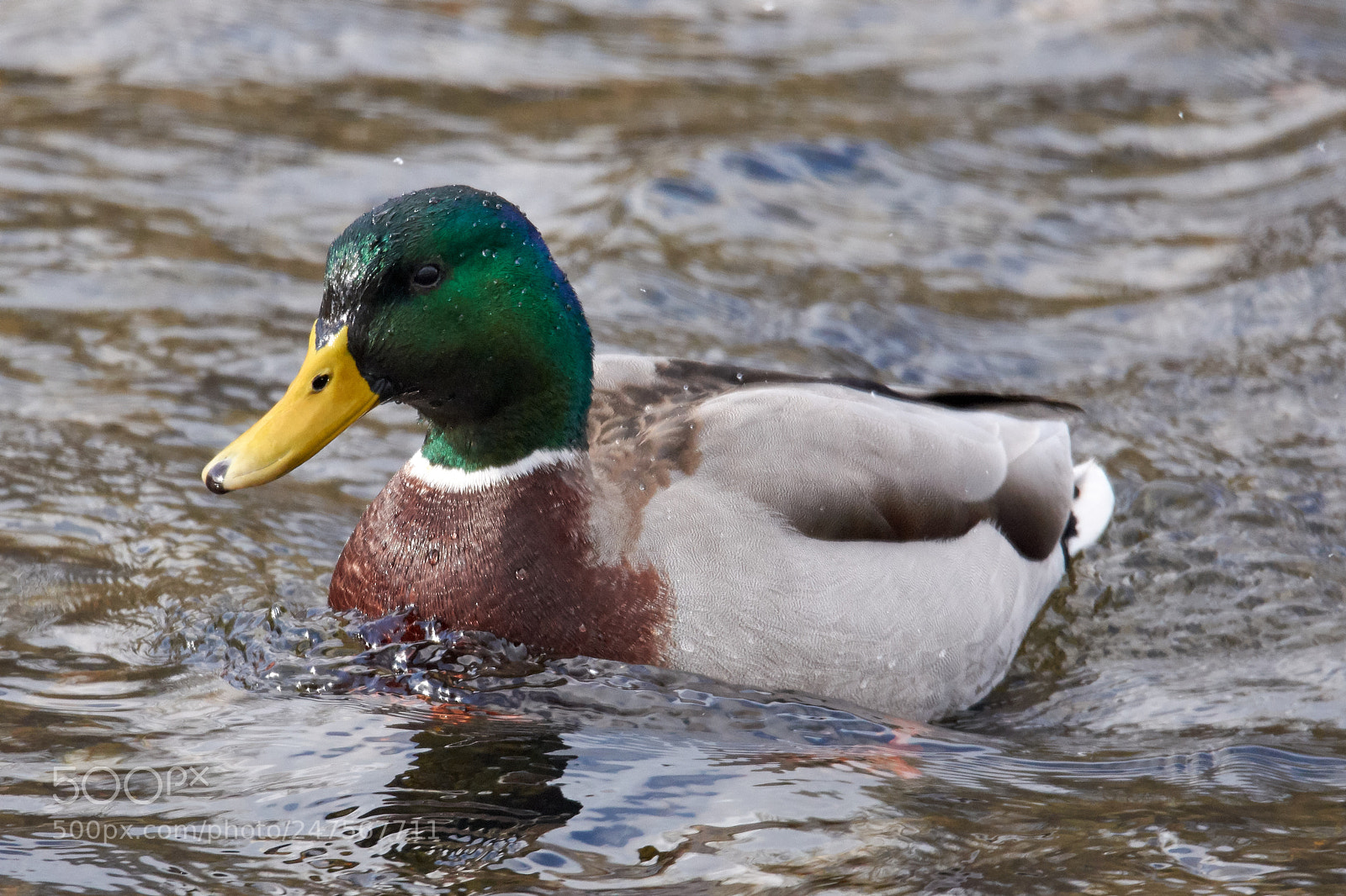 Nikon D7200 sample photo. Stockente photography