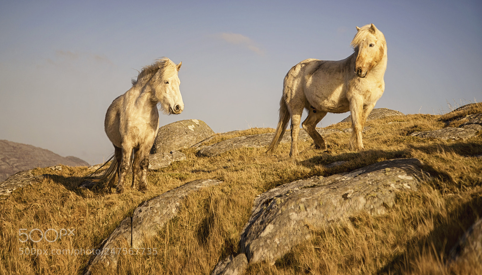 Sony a7R sample photo. Eriskay ponies photography
