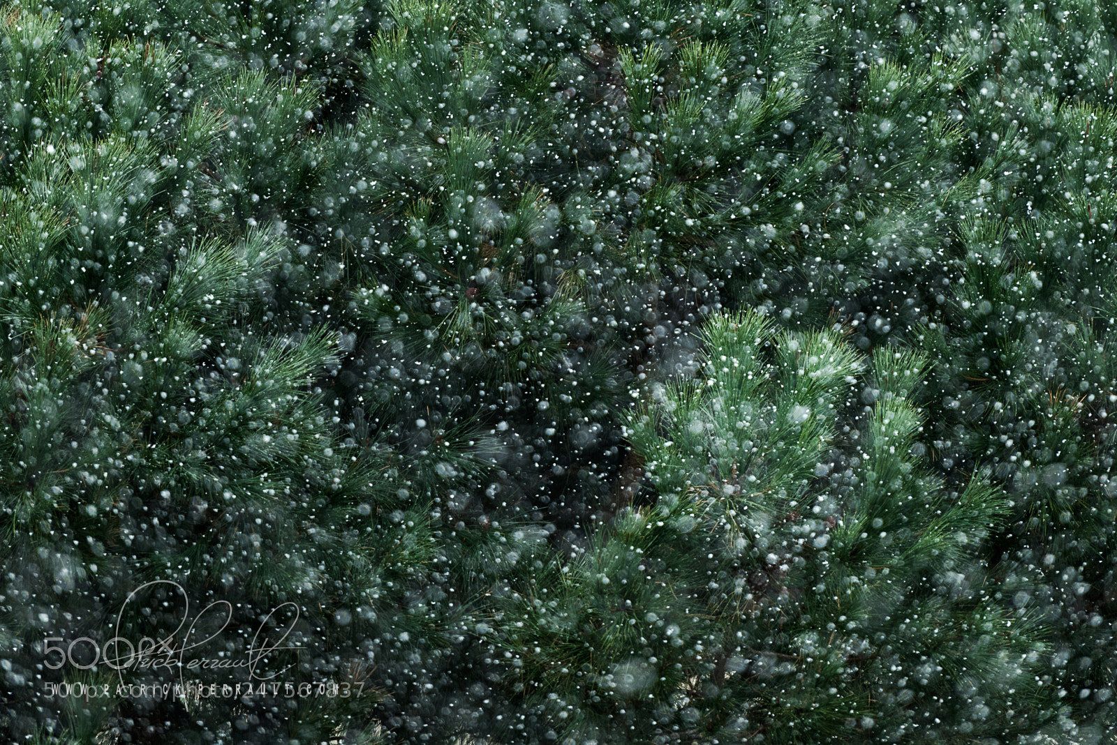 Nikon D810 sample photo. Neige pin parasol photography