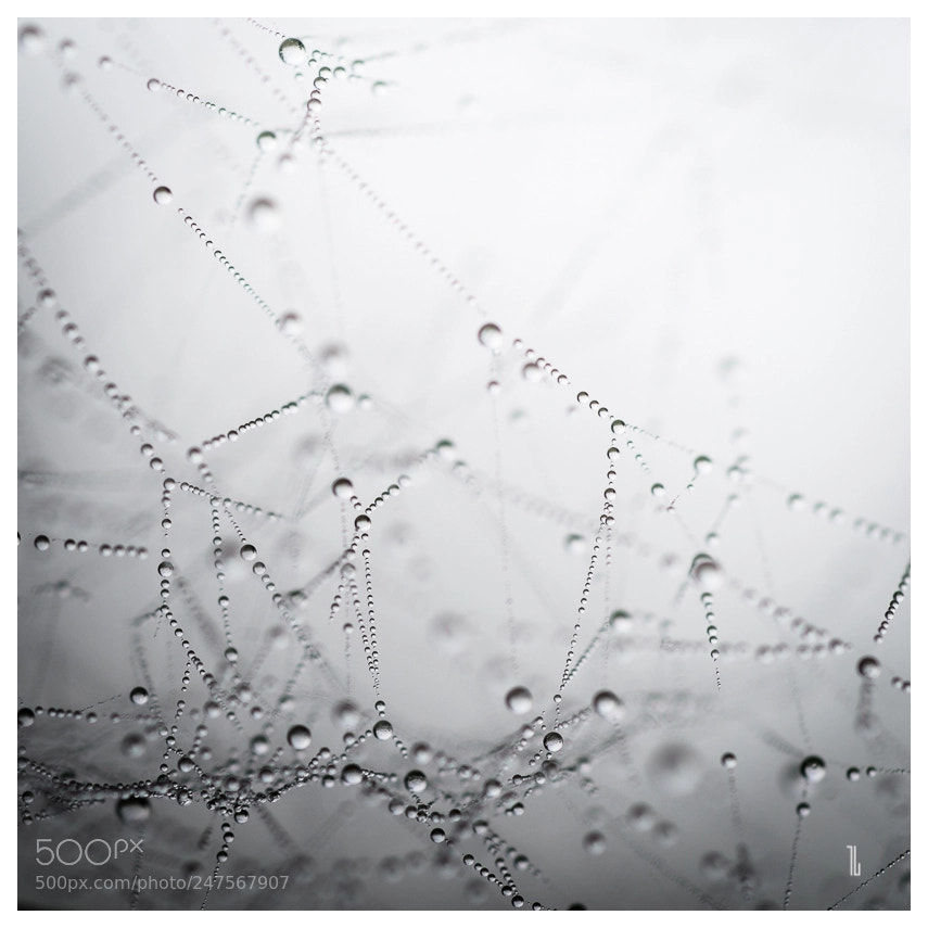 Nikon D500 sample photo. Microcosm photography
