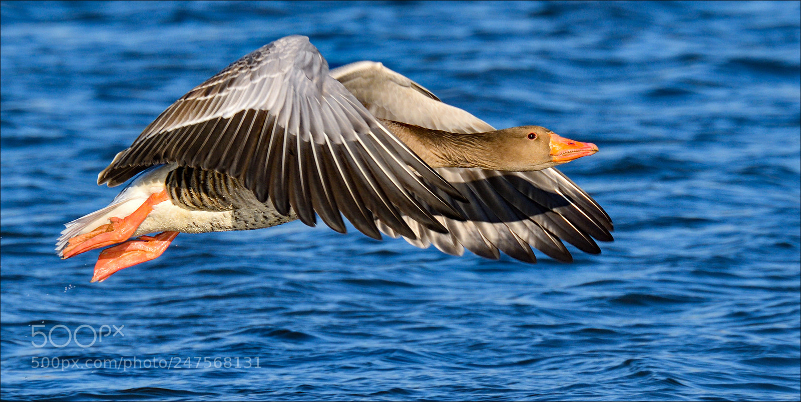 Nikon D500 sample photo. Grauwe gans photography