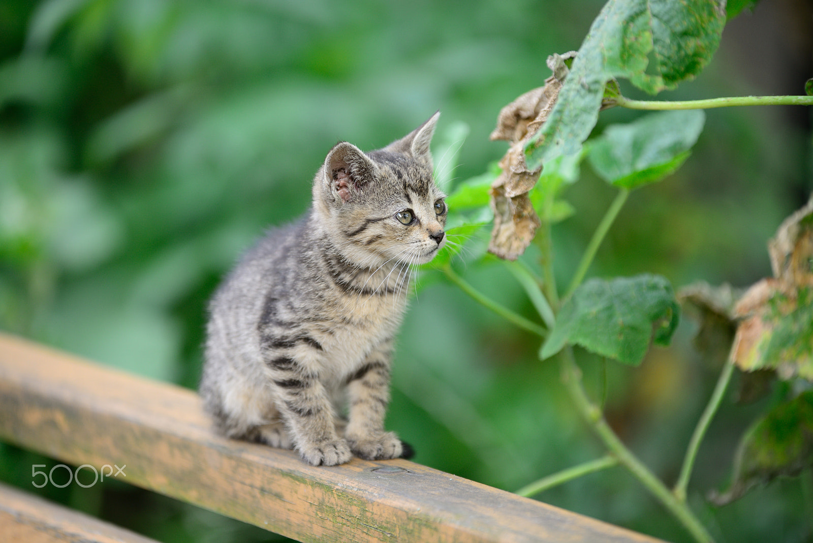 Sigma 70-200mm F2.8 EX DG OS HSM sample photo. Beast photography