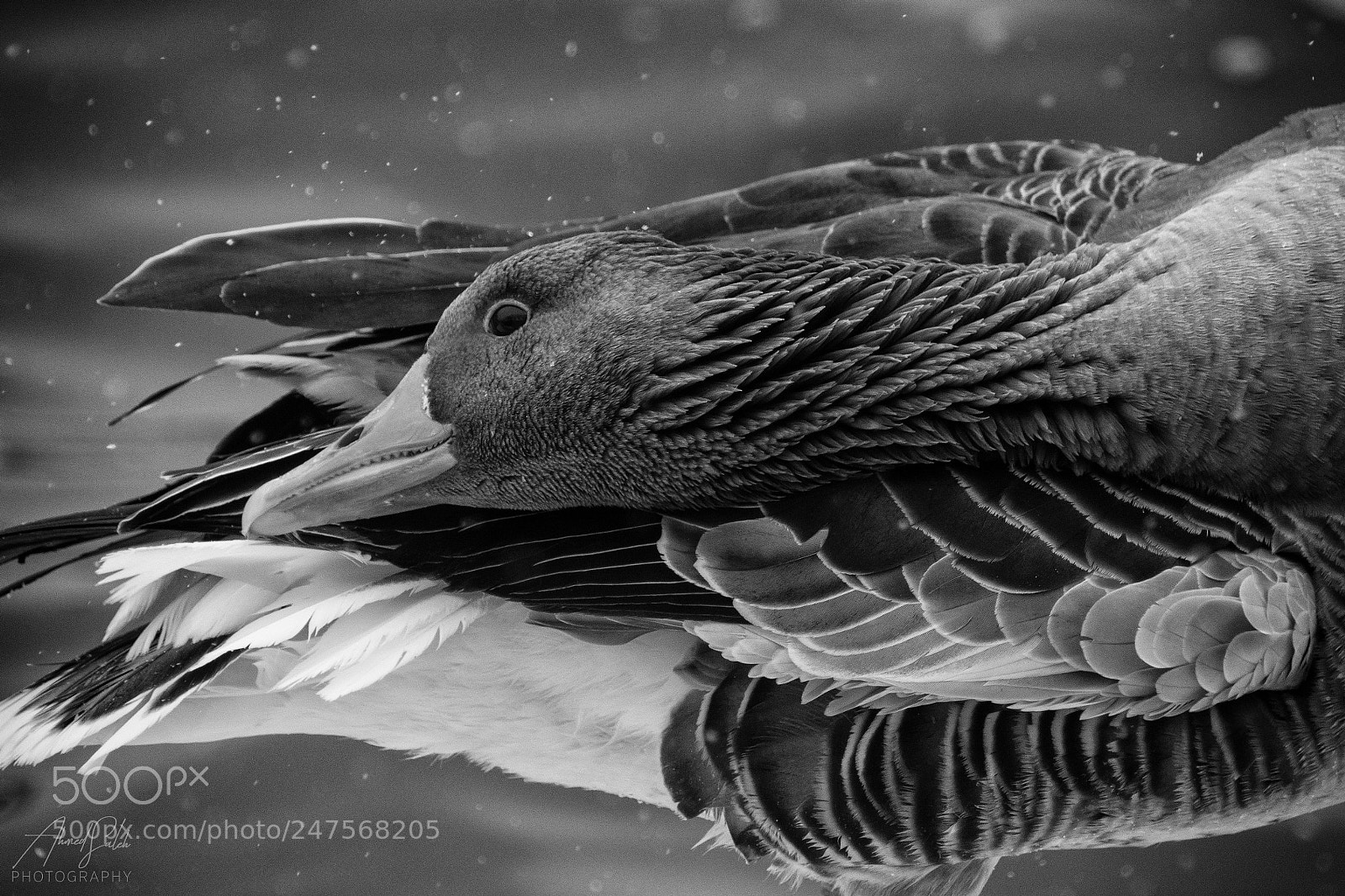 Nikon D7200 sample photo. Snowy feathers photography