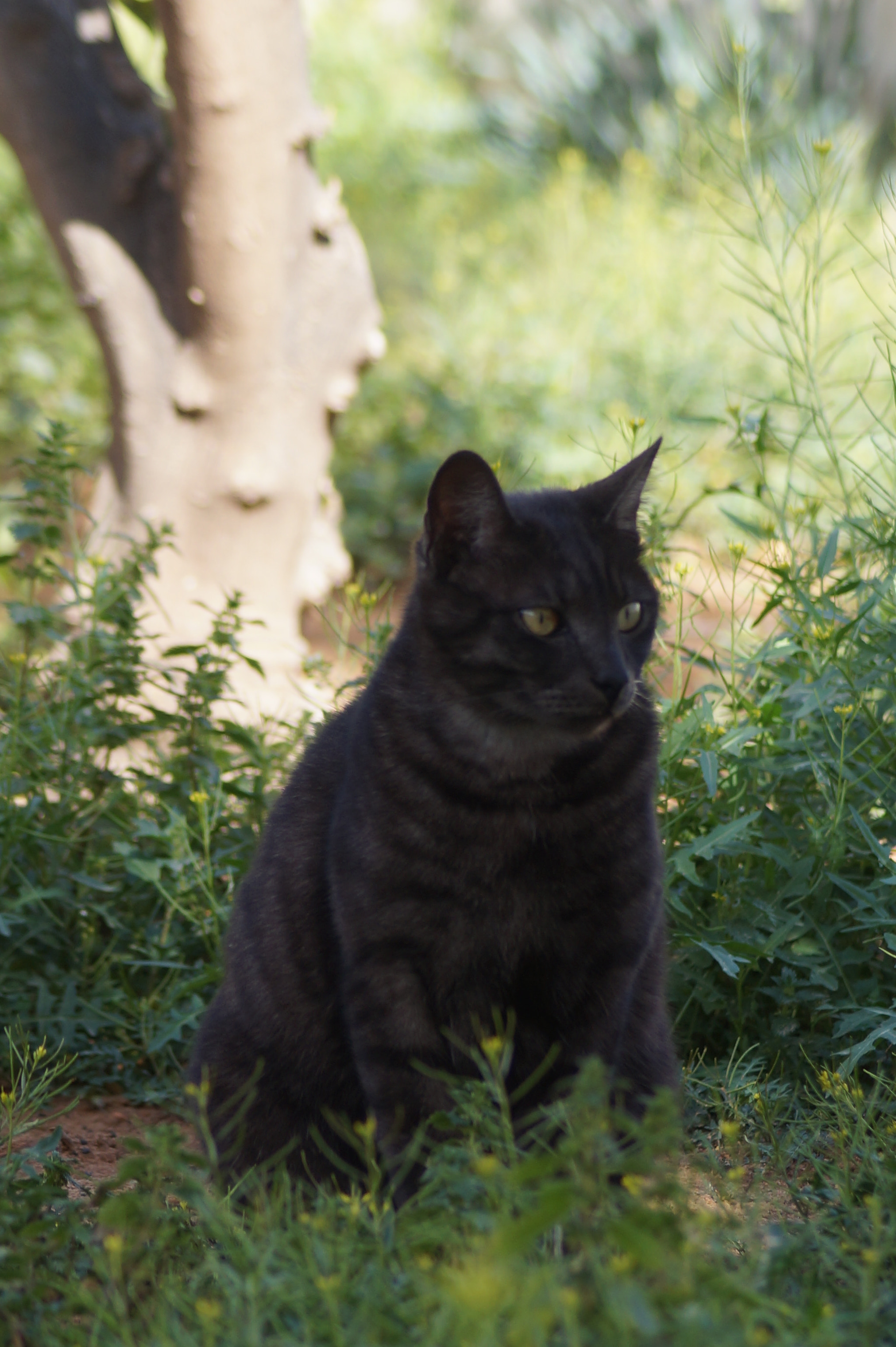 Sony DT 55-200mm F4-5.6 SAM sample photo