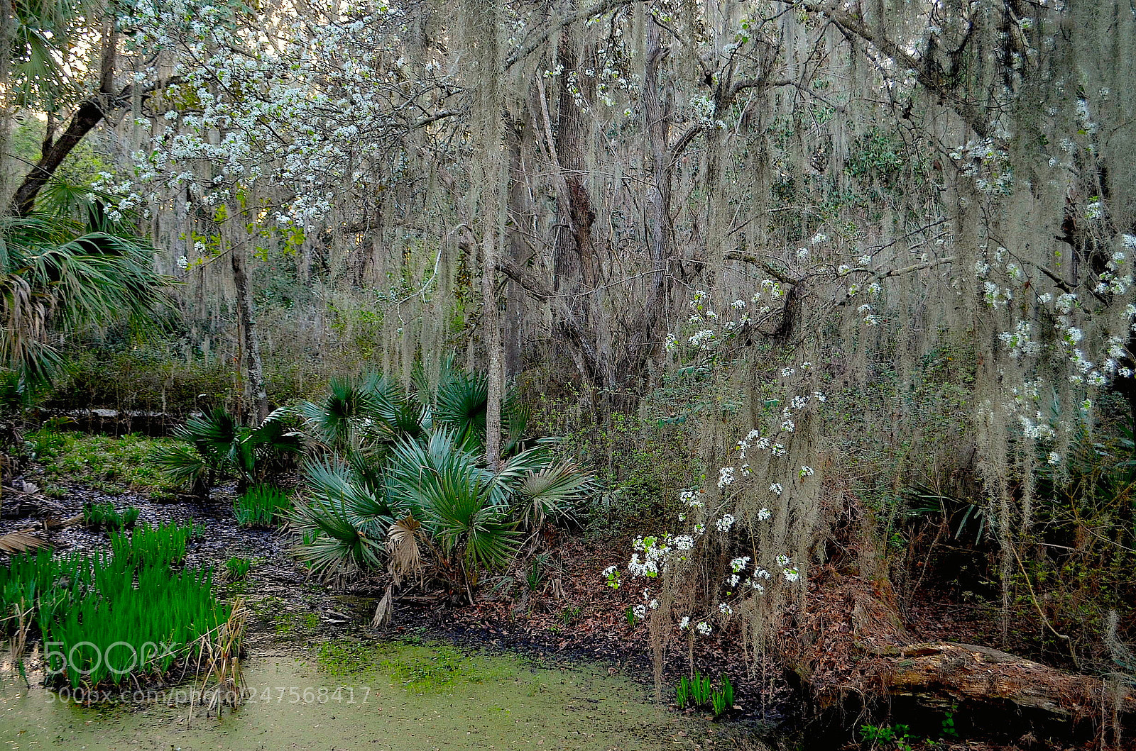 Nikon D5100 sample photo. Deep in the garden photography
