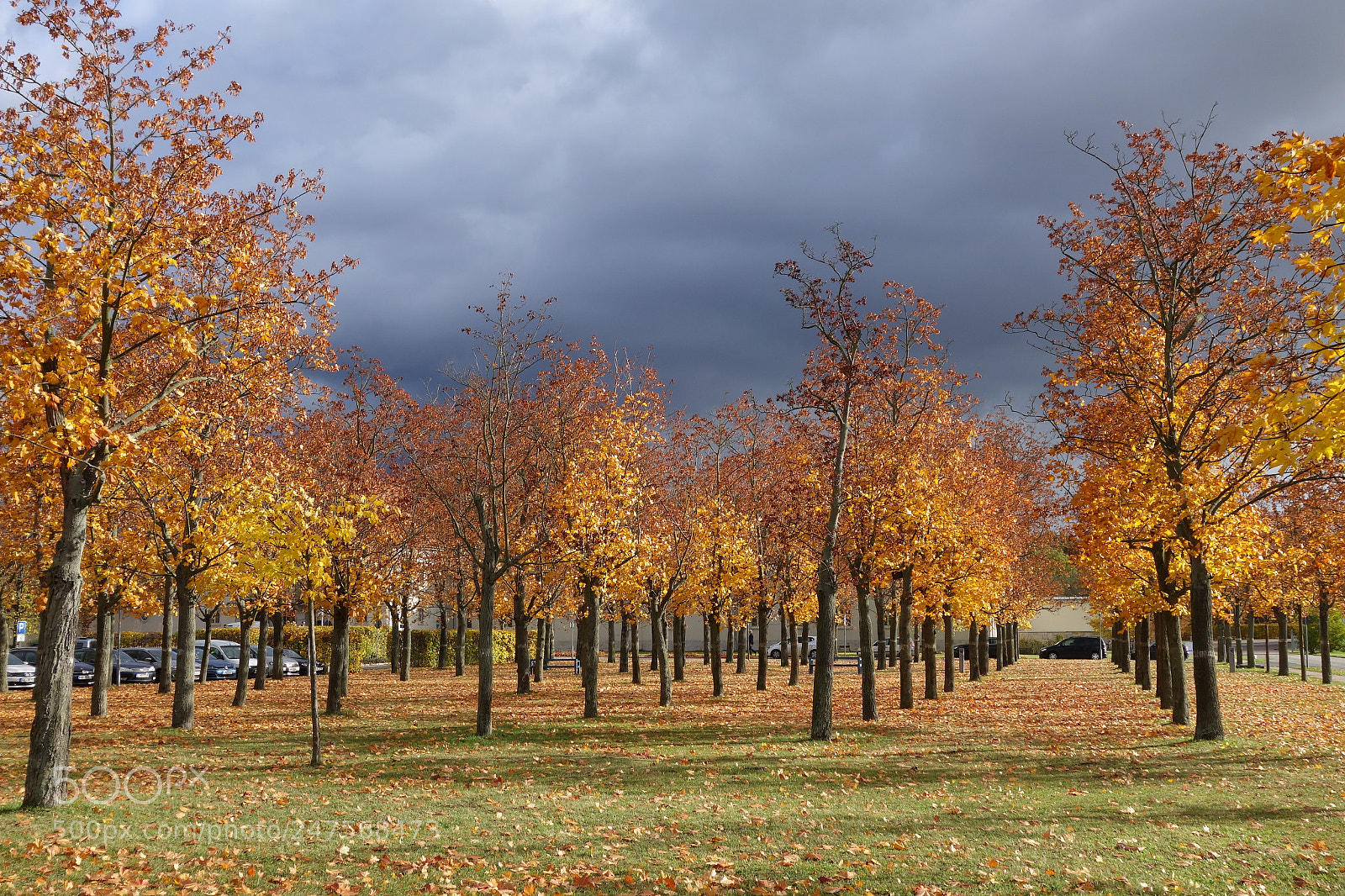 Sony Cyber-shot DSC-RX100 II sample photo. Maple grove photography