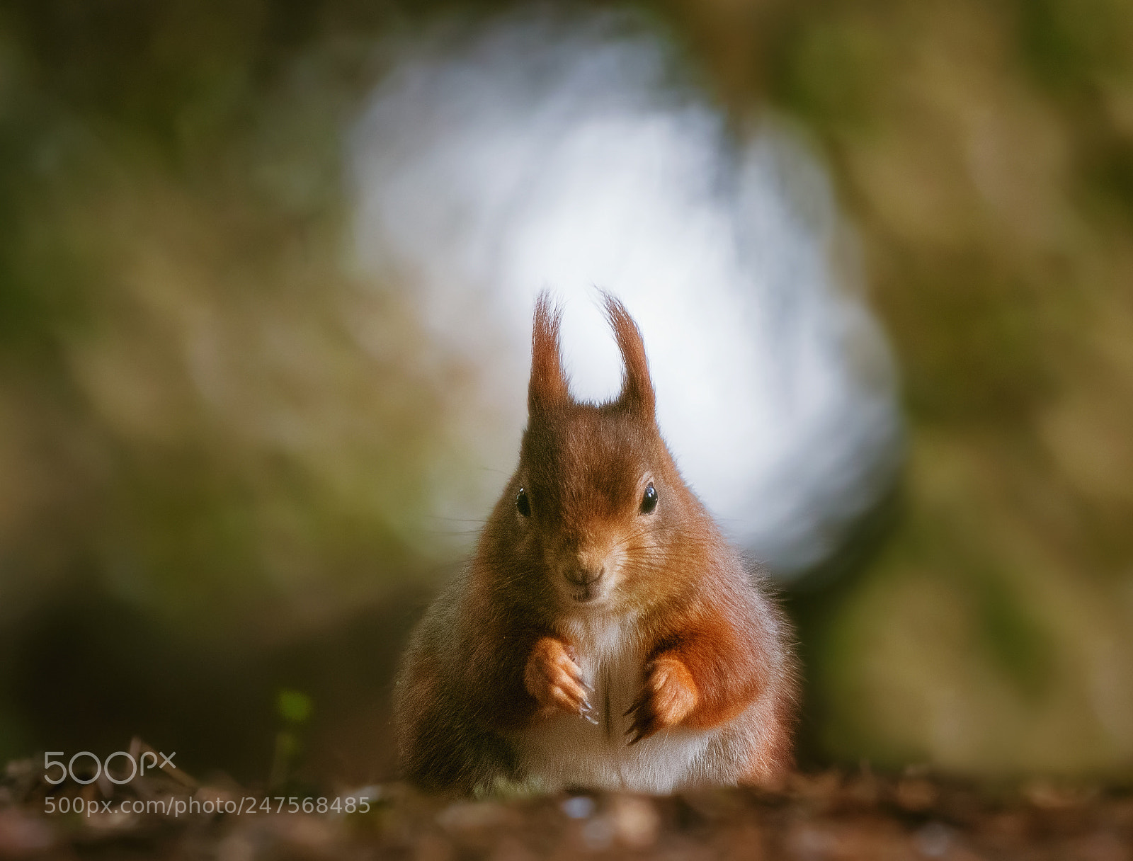 Nikon D500 sample photo. Squirrel... photography