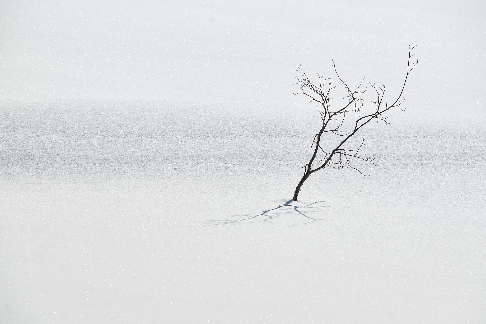 Sony a99 II + Sony 70-200mm F2.8 G sample photo. No name tree photography