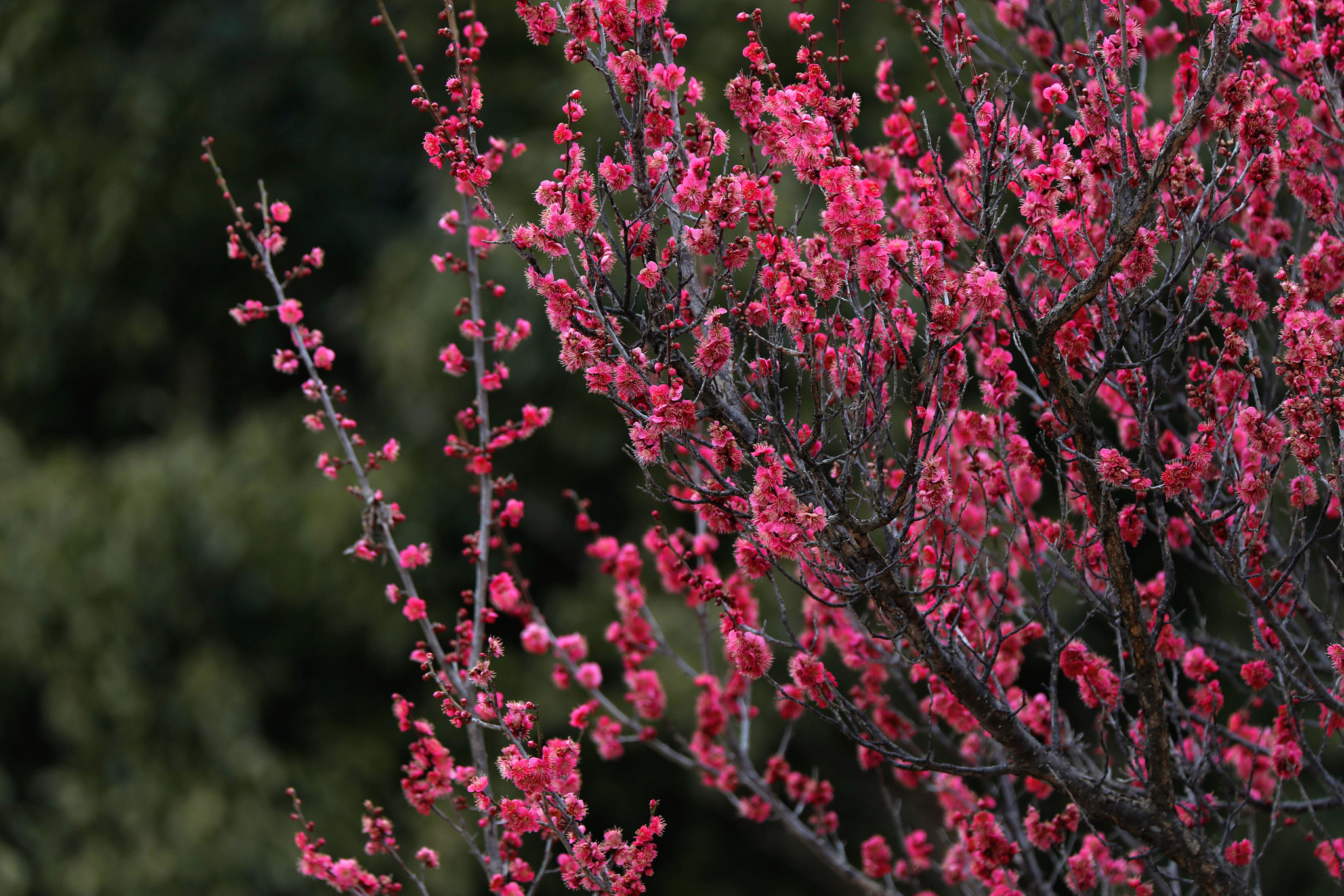 Tamron SP 150-600mm F5-6.3 Di VC USD sample photo. 梅 photography