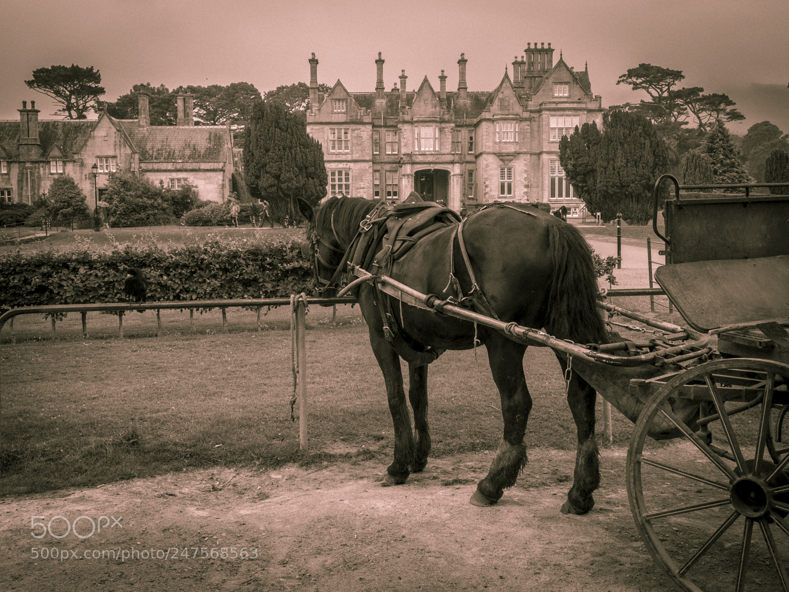 Olympus OM-D E-M1 Mark II sample photo. Muckross house killarney ireland photography