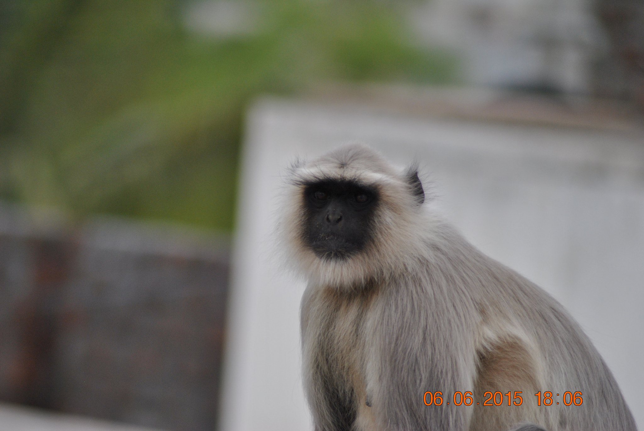 Nikon AF Nikkor 70-300mm F4-5.6G sample photo. Monkey business photography