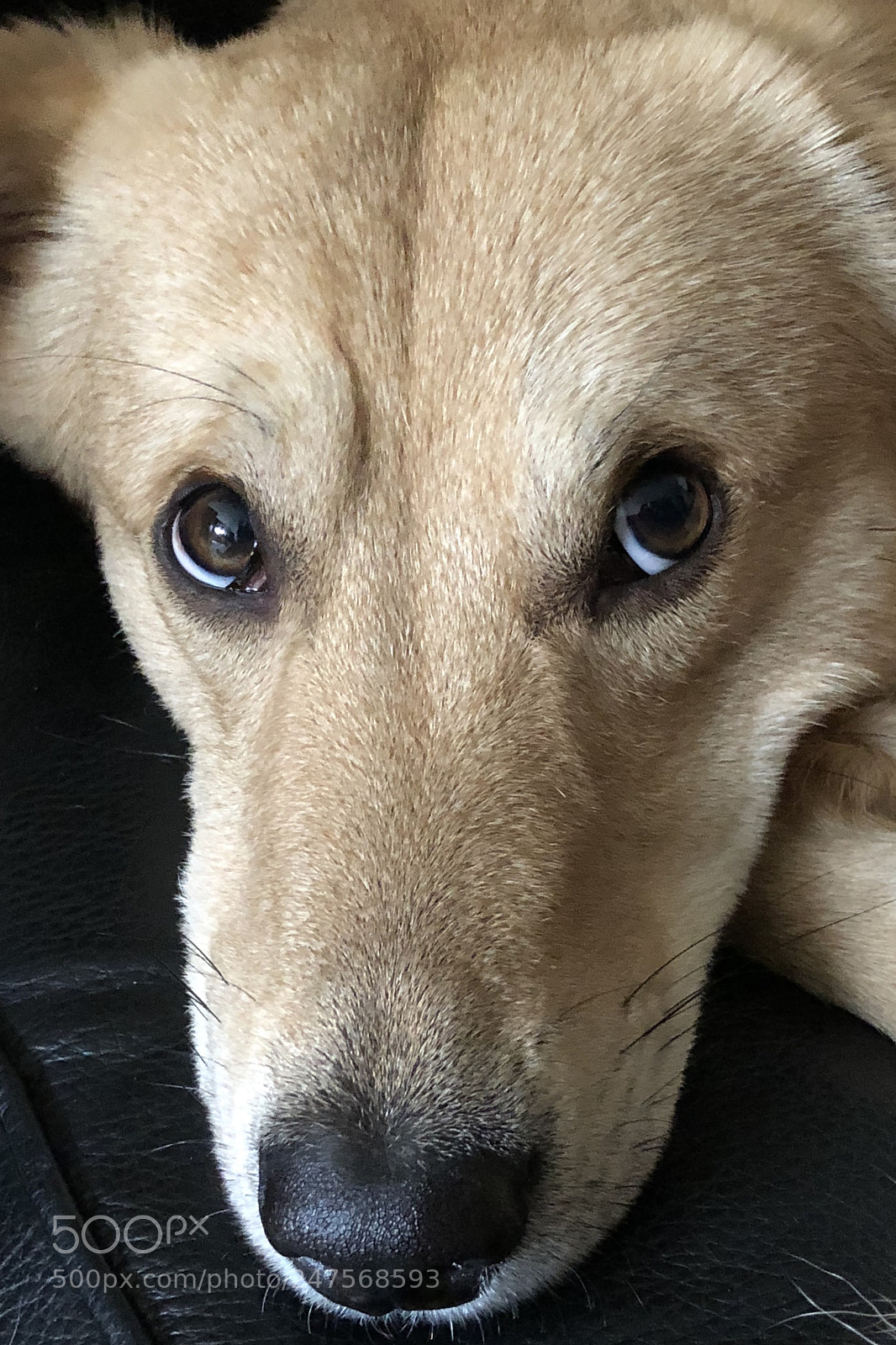 Apple iPhone X sample photo. Lupo photography