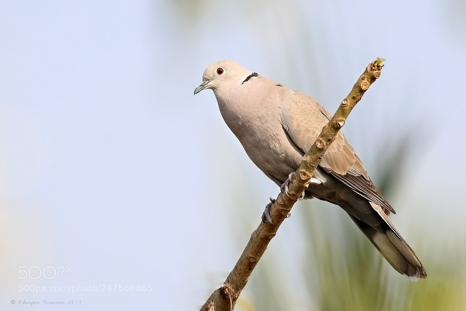 Canon EOS 80D sample photo. Eurasian dove photography