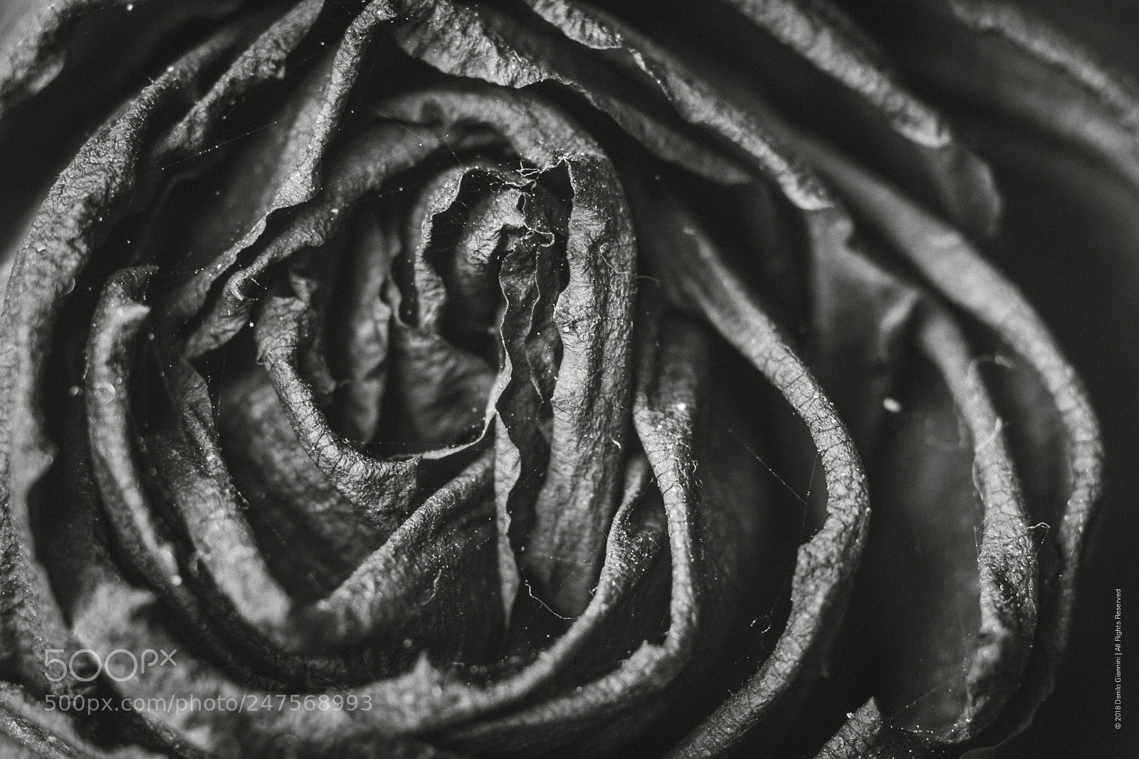 Fujifilm X-Pro2 sample photo. Dying flowers photography